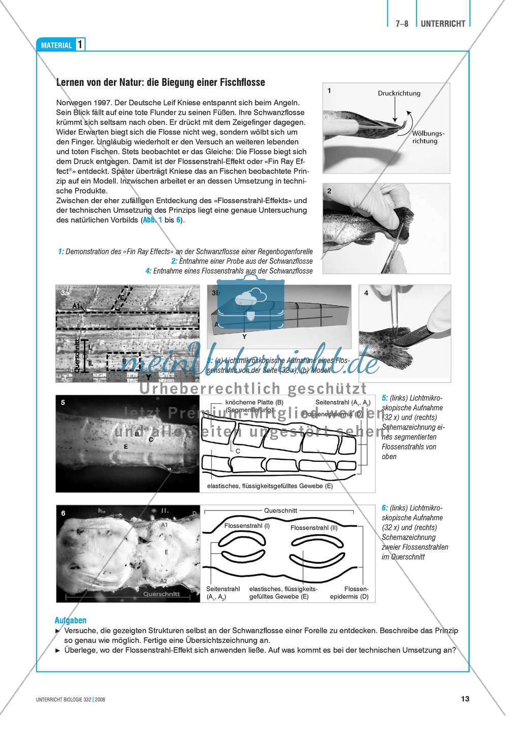 Bionik: Der Flossenstrahl-Effekt - Natur als Lösungsquelle für technische Innovation - Info-Text und Aufgaben Preview 2