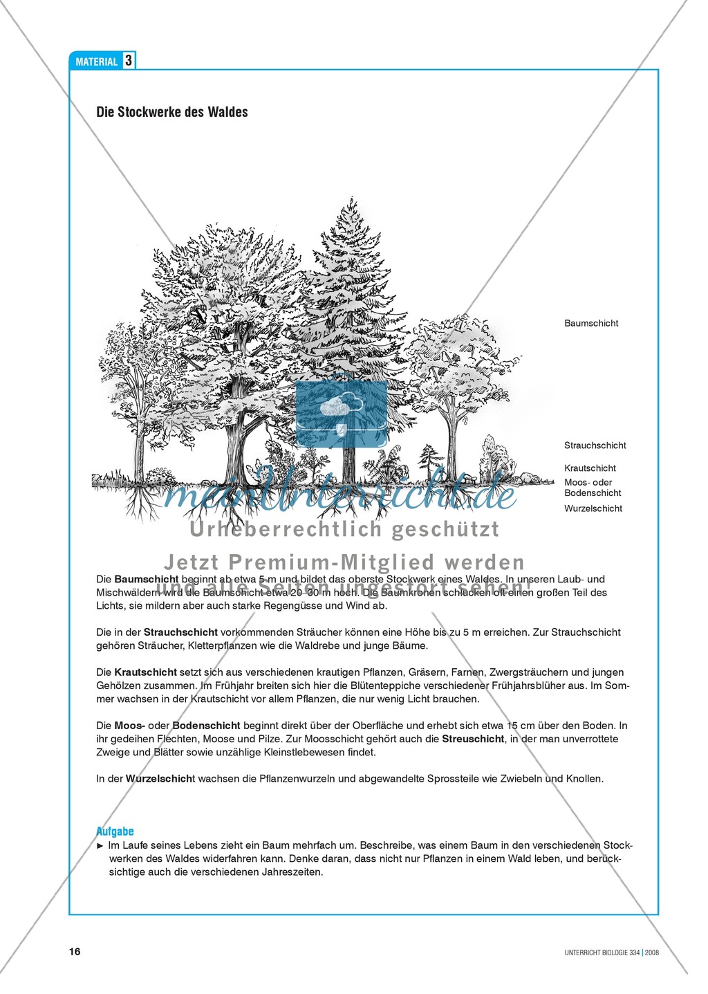 Der Wald in der Schüssel - Wachstum von Bäumen und die Stockwerke des Waldes - Info-Text und Aufgaben Preview 5