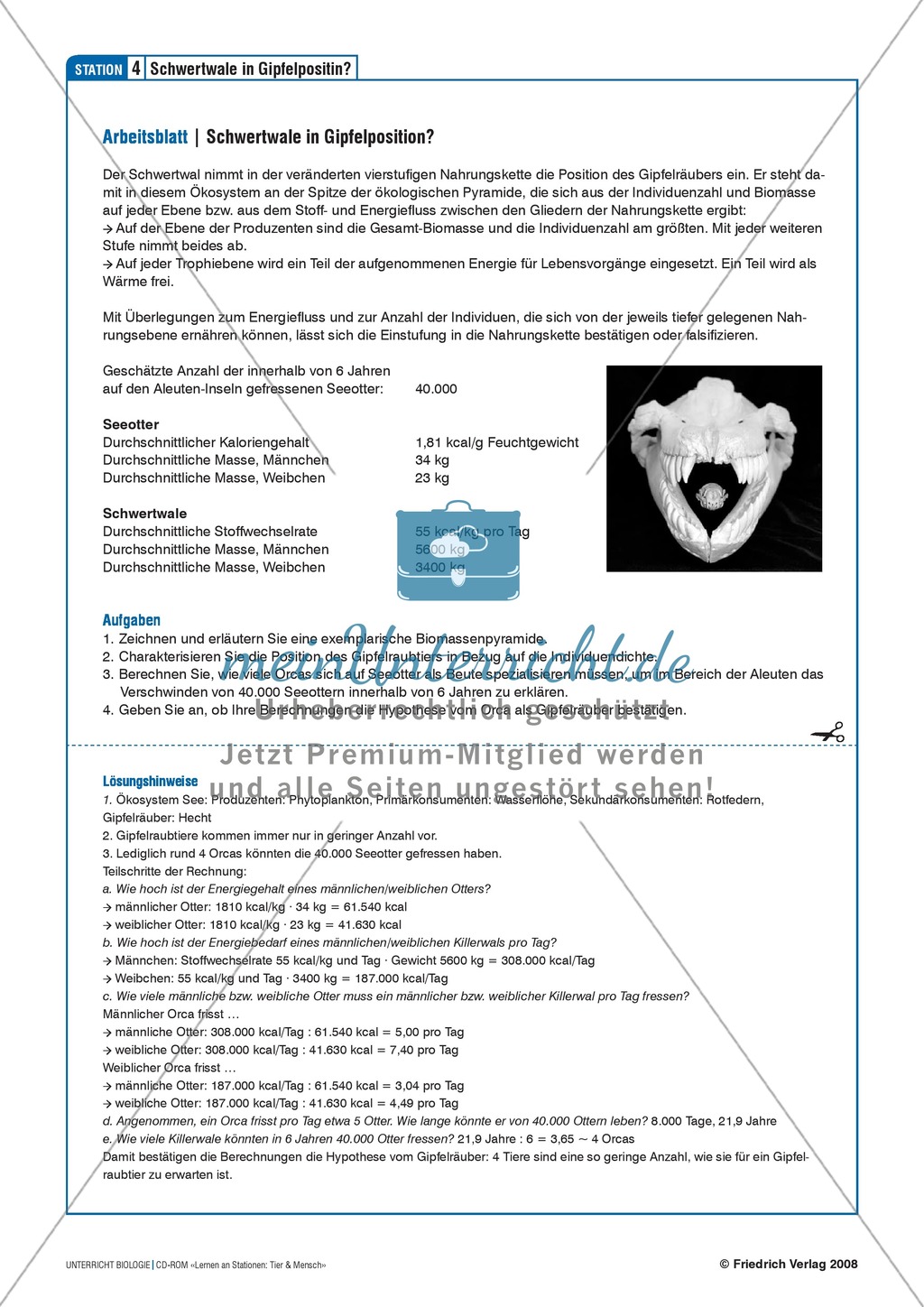 Tier und Mensch: Räuberische Übergriffe - Populationsregulation der Seeotter vor den Aleuten Preview 7