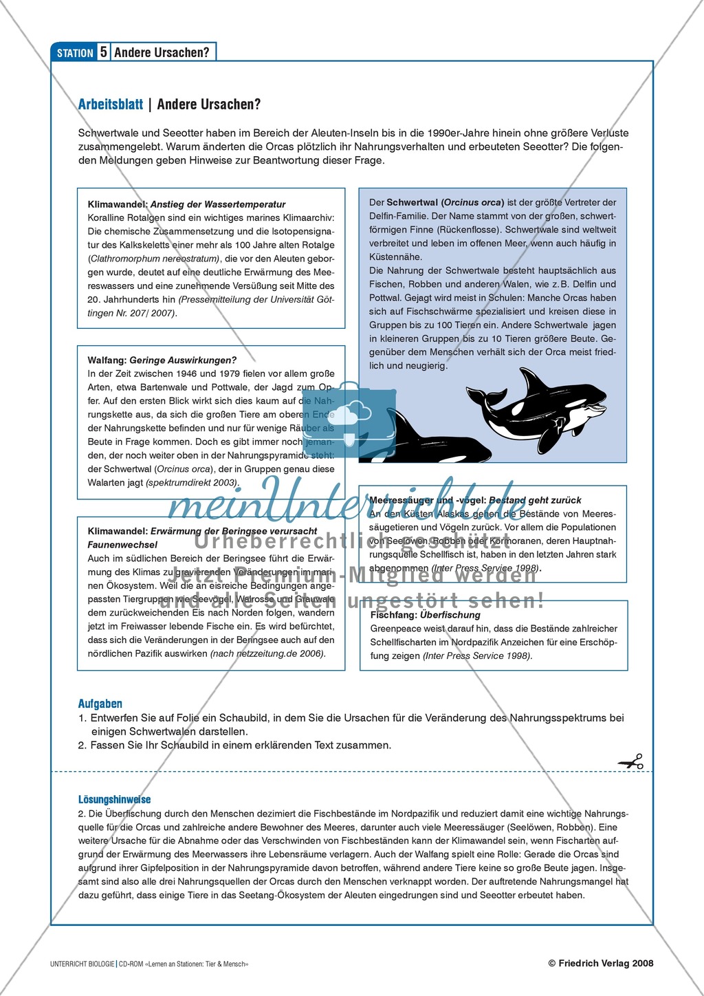 Tier und Mensch: Räuberische Übergriffe - Populationsregulation der Seeotter vor den Aleuten Preview 8