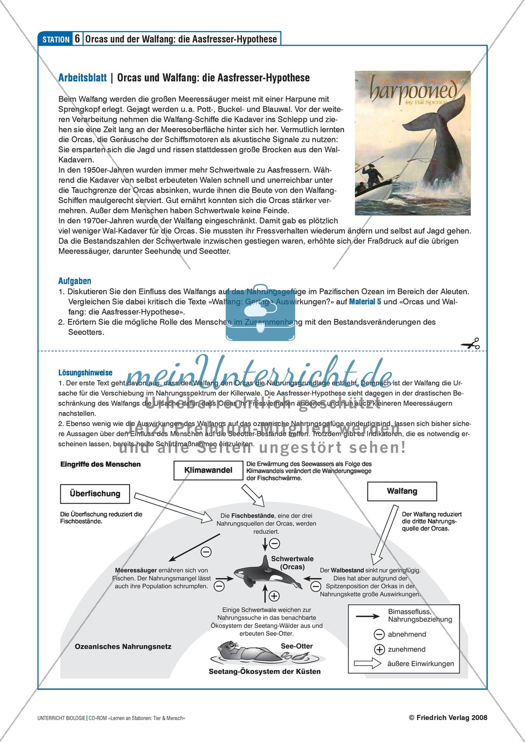 Tier und Mensch: Räuberische Übergriffe - Populationsregulation der Seeotter vor den Aleuten Preview 9