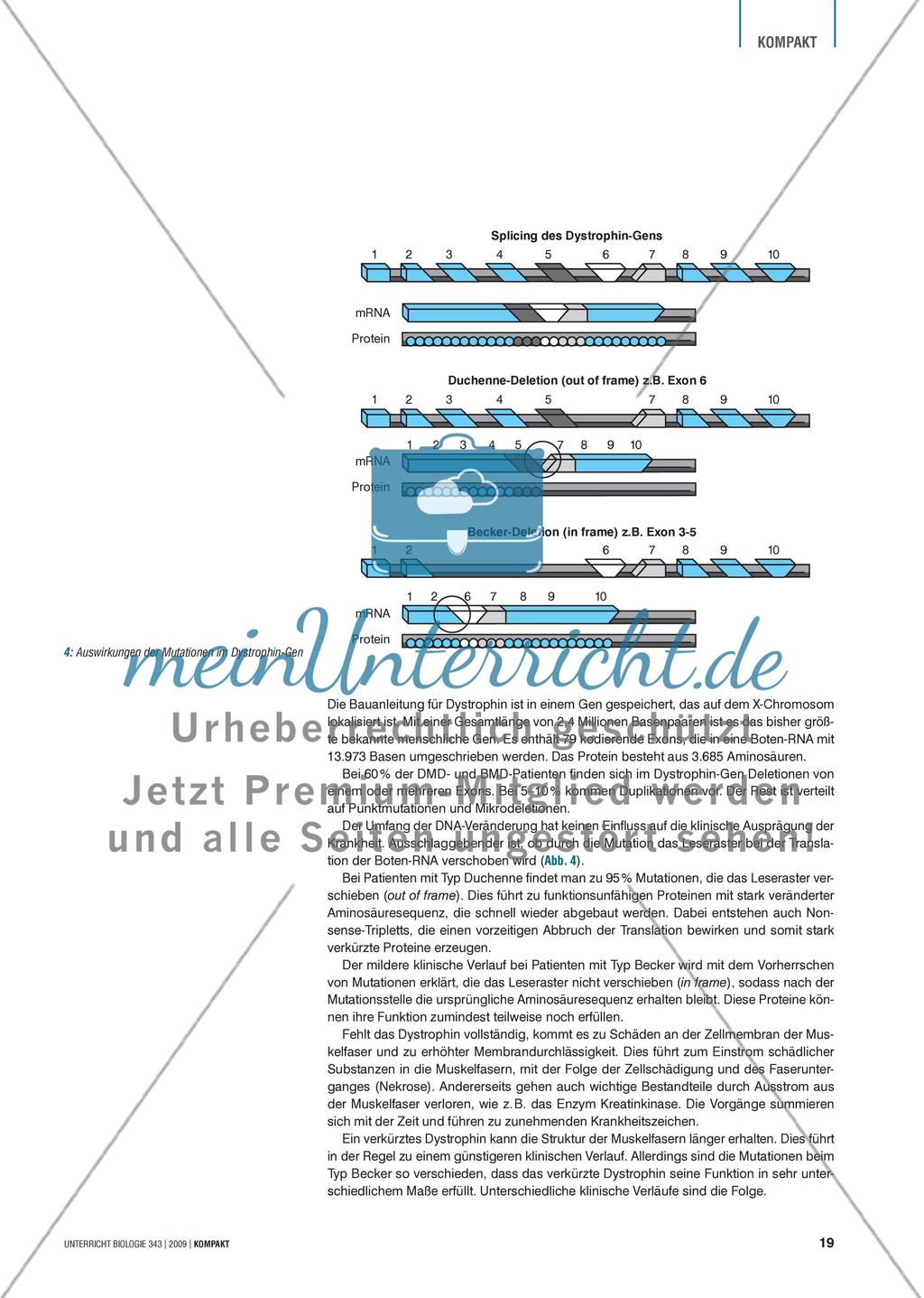 Genetik: Untersuchung erblich bedingter Erkrankungen der Muskulatur am Beispiel der Muskeldystrophie Preview 3