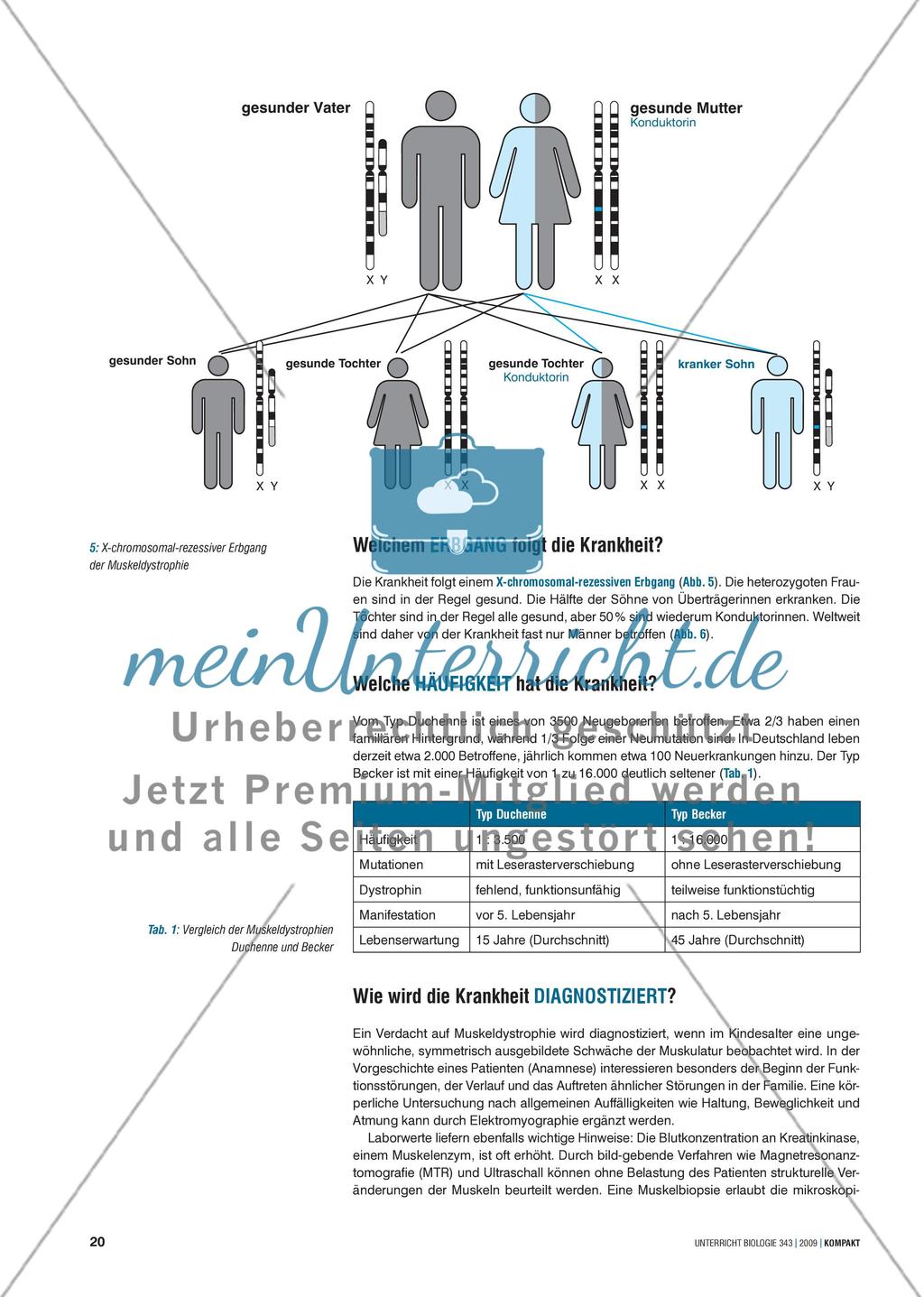 Genetik: Untersuchung erblich bedingter Erkrankungen der Muskulatur am Beispiel der Muskeldystrophie Preview 4