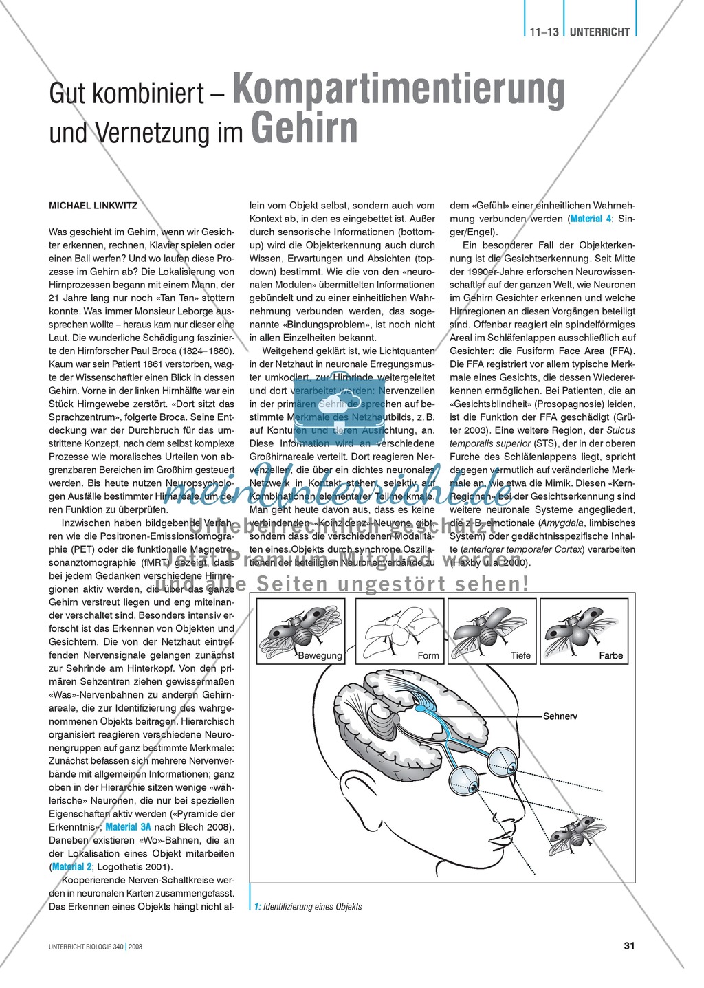 Kompartimentierung: Vernetzung im Gehirn - Gesichtserkennung durch Neuronen Preview 1
