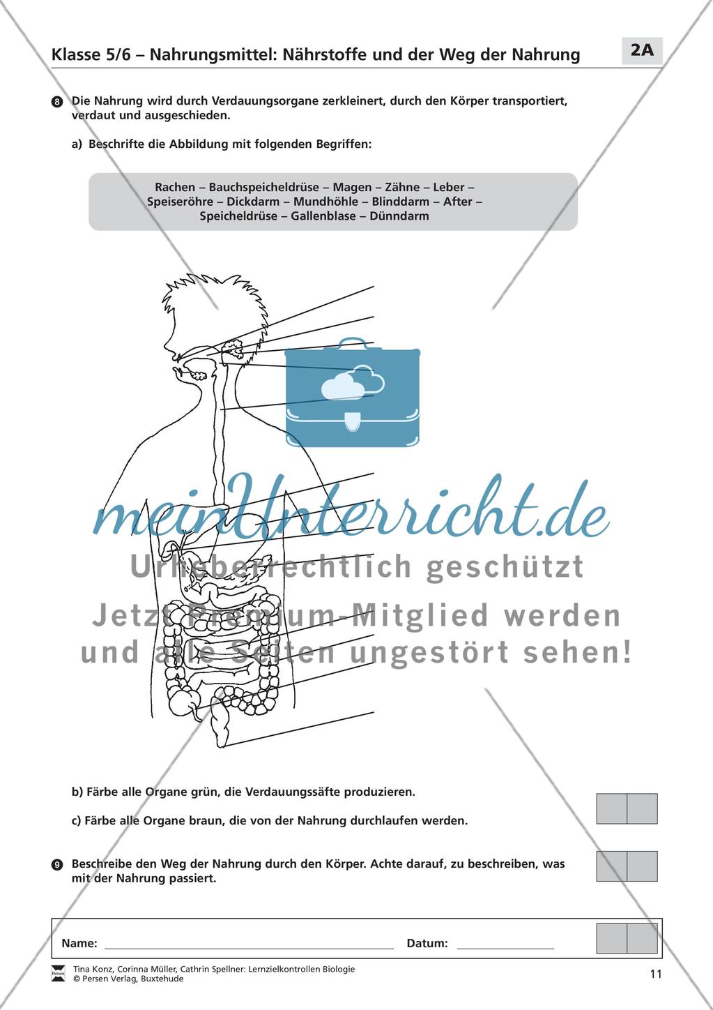 Nahrungsmittel: Nährstoffe und der Weg der Nahrung Preview 2