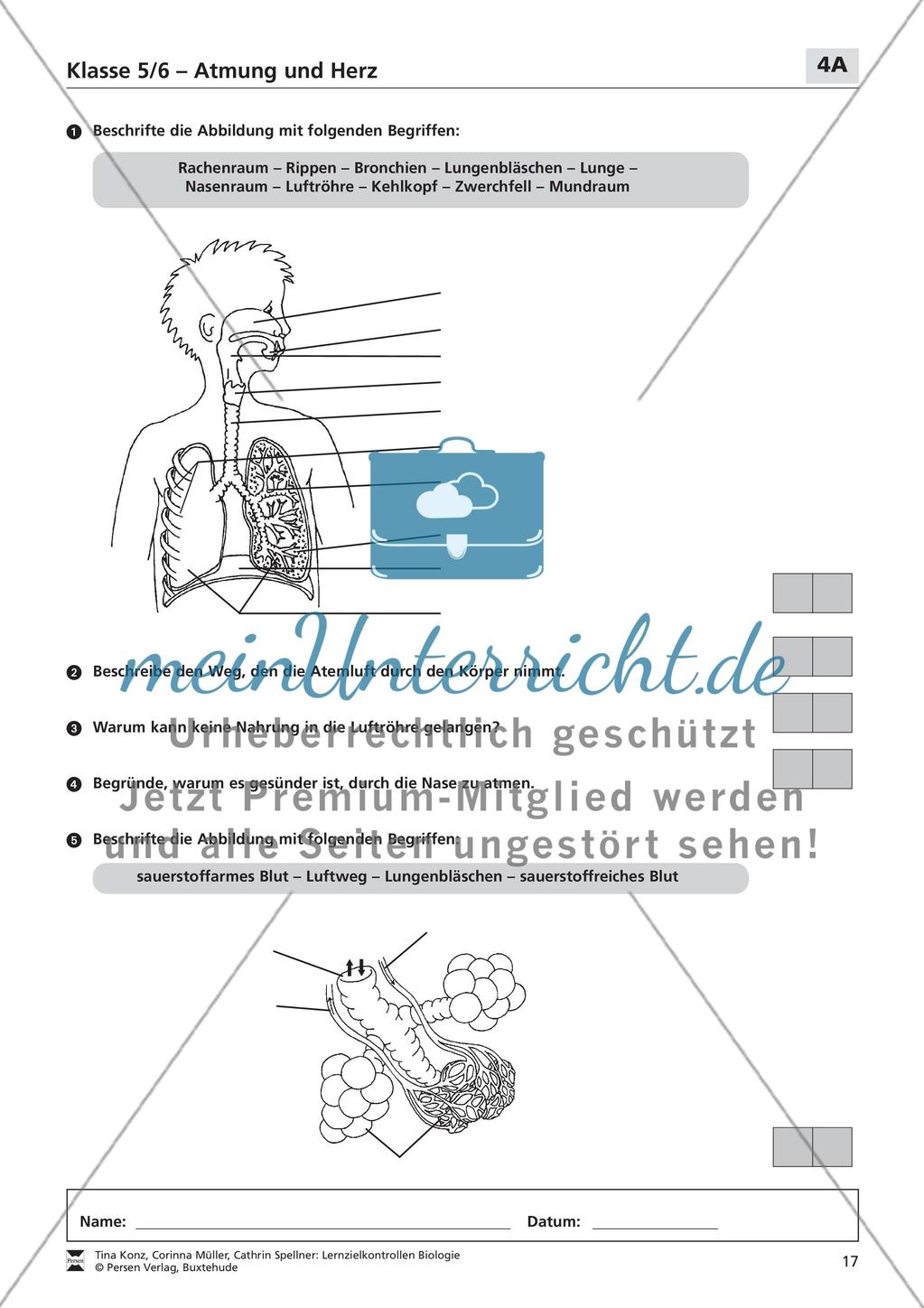 Atmung und Herz Preview 1