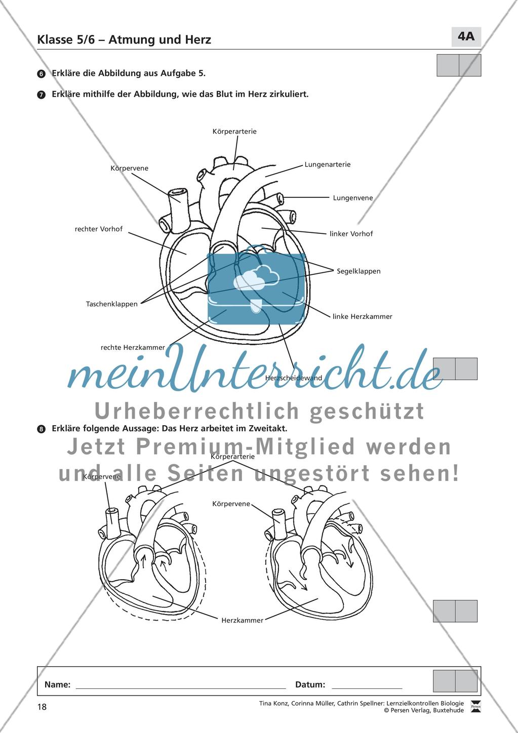 Atmung und Herz Preview 2