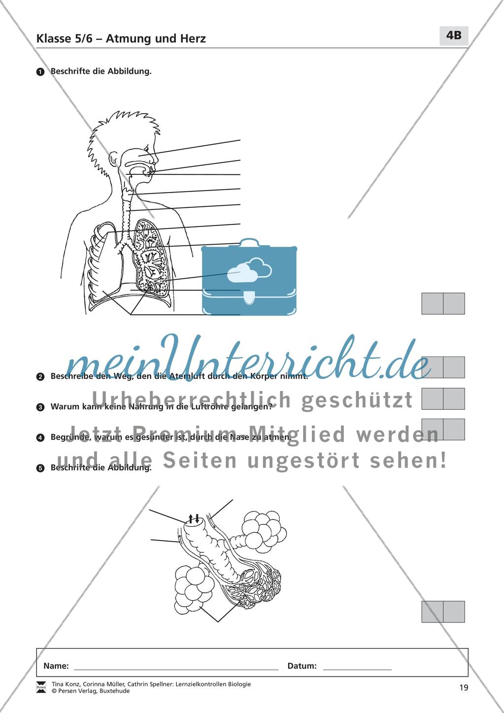 Atmung und Herz Preview 3