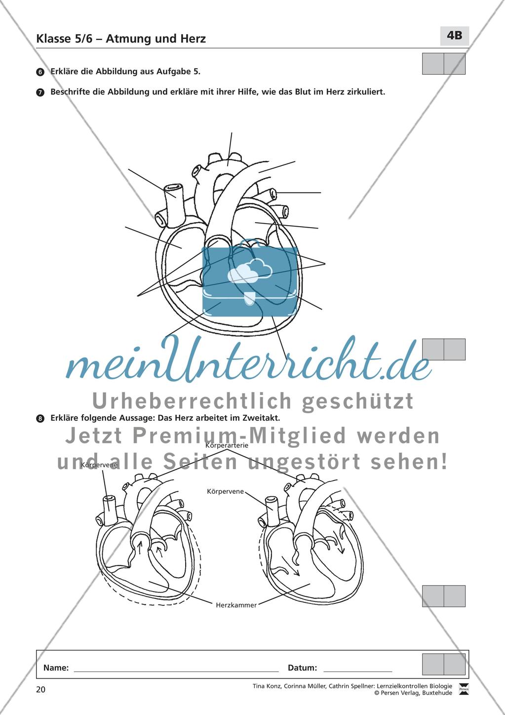 Atmung und Herz Preview 4