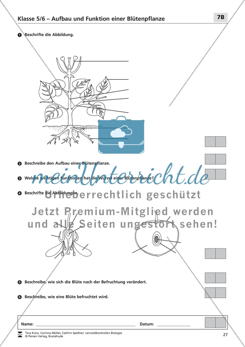 Aufbau und Funktion einer Blütenpflanze Preview 2