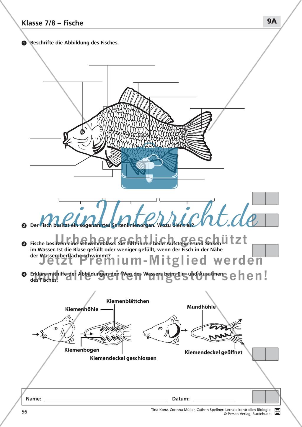 Fische Preview 1
