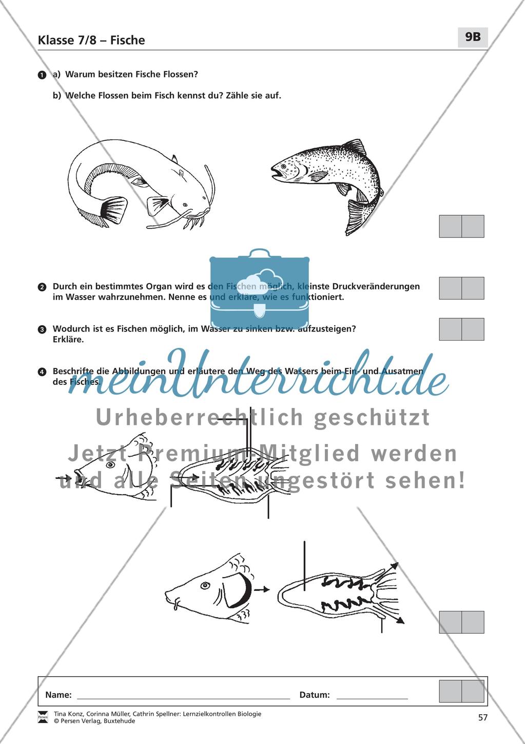 Fische Preview 2