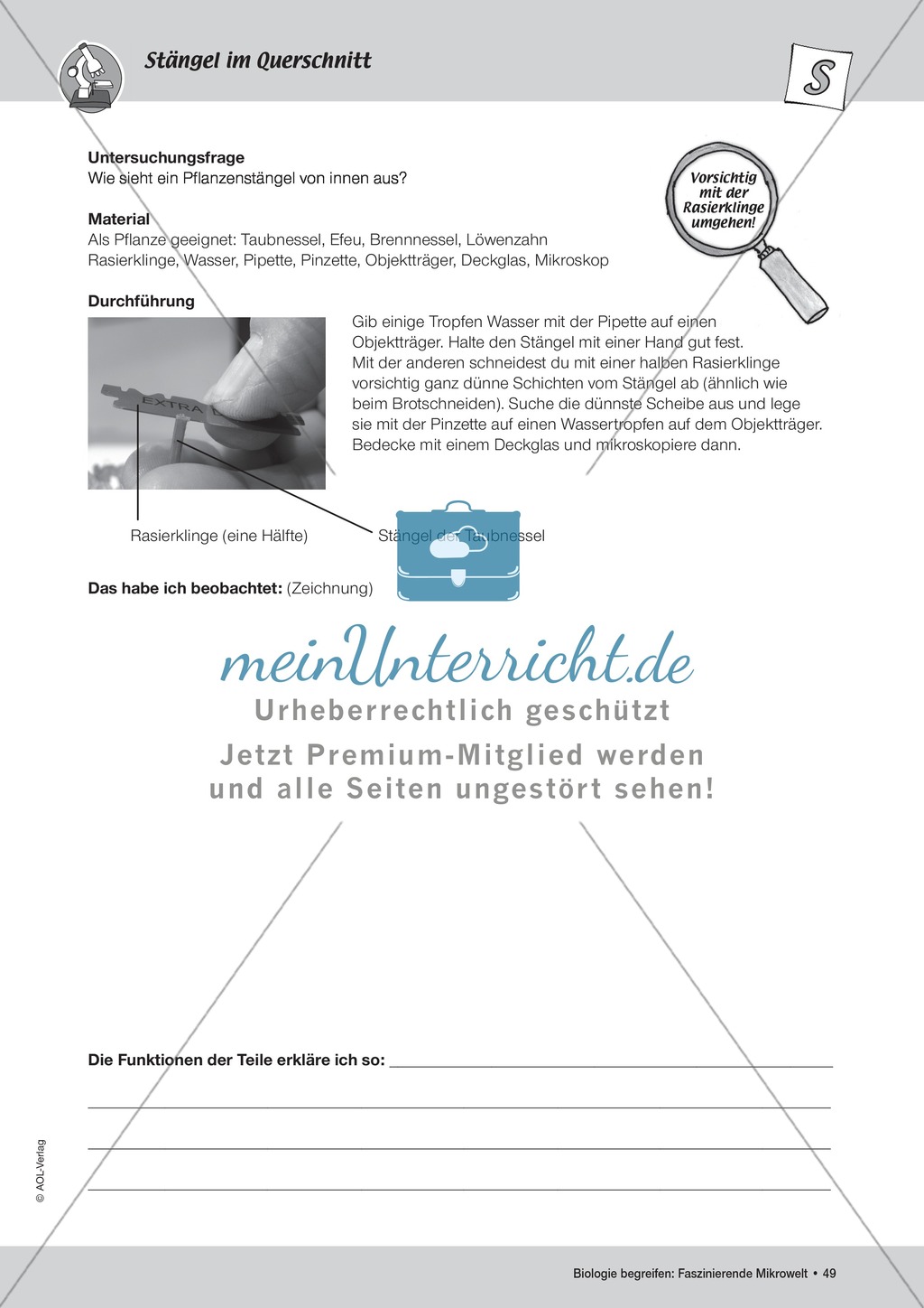 Querschnitt eines Stängels Preview 3