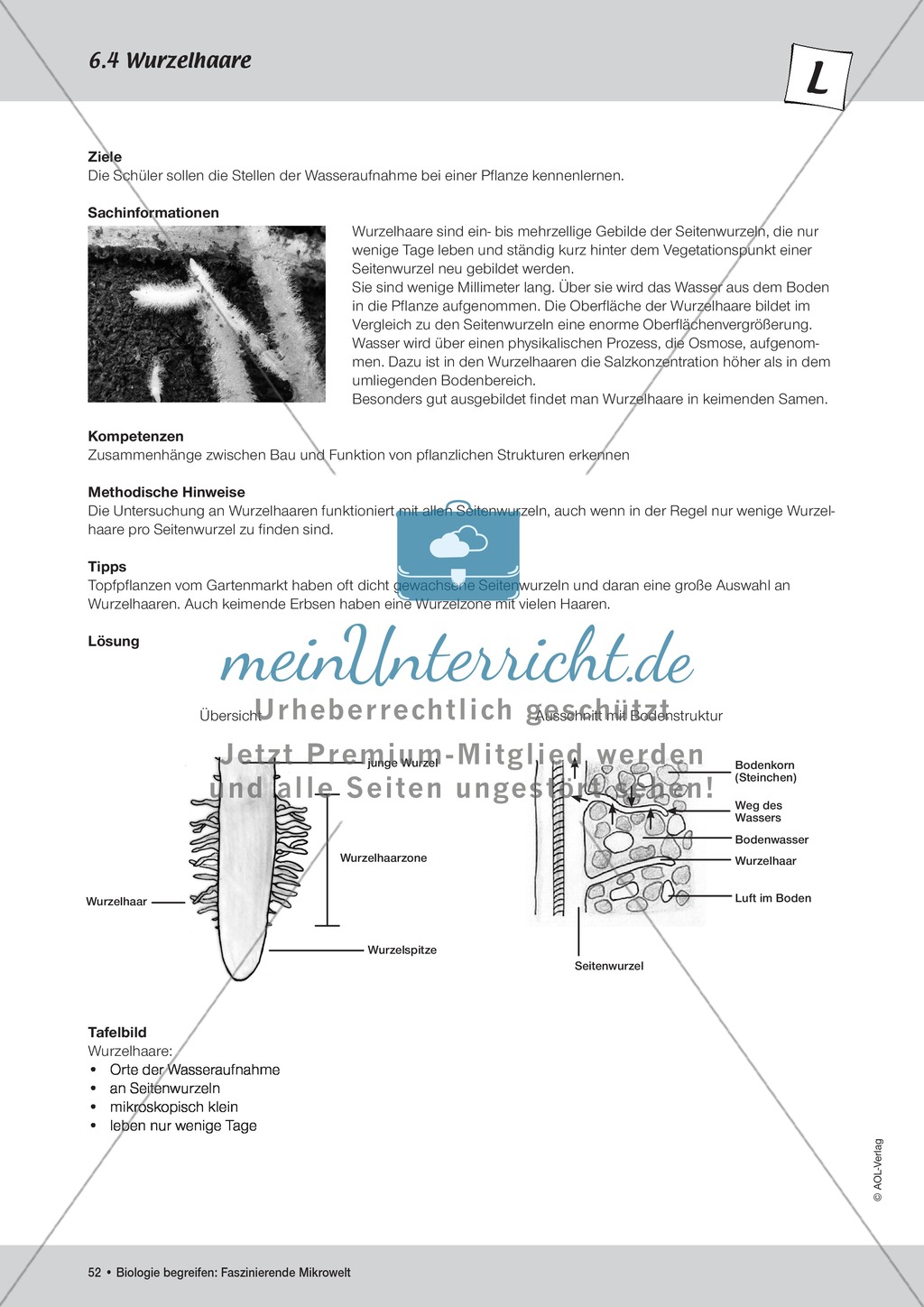 Stellen der Wasseraufnahme an einer Planze - ein Versuch Preview 2
