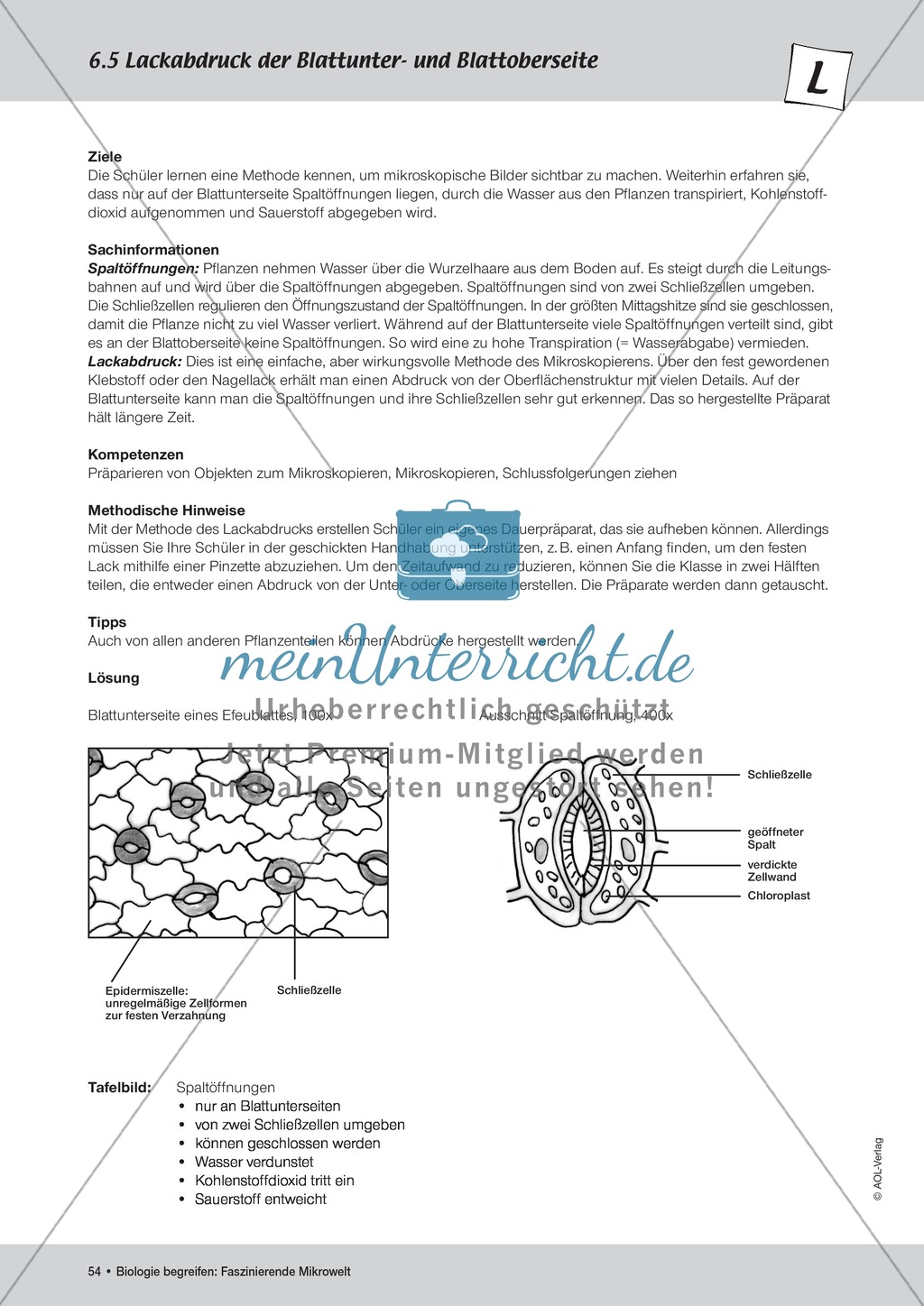 Lackabdruck der Blattunter- und Blattoberseite Preview 2