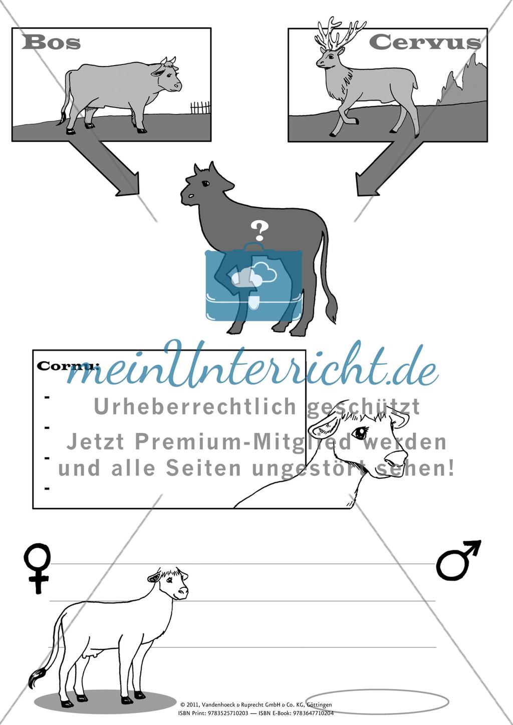 Wundersame Tierwelt (1) Preview 1