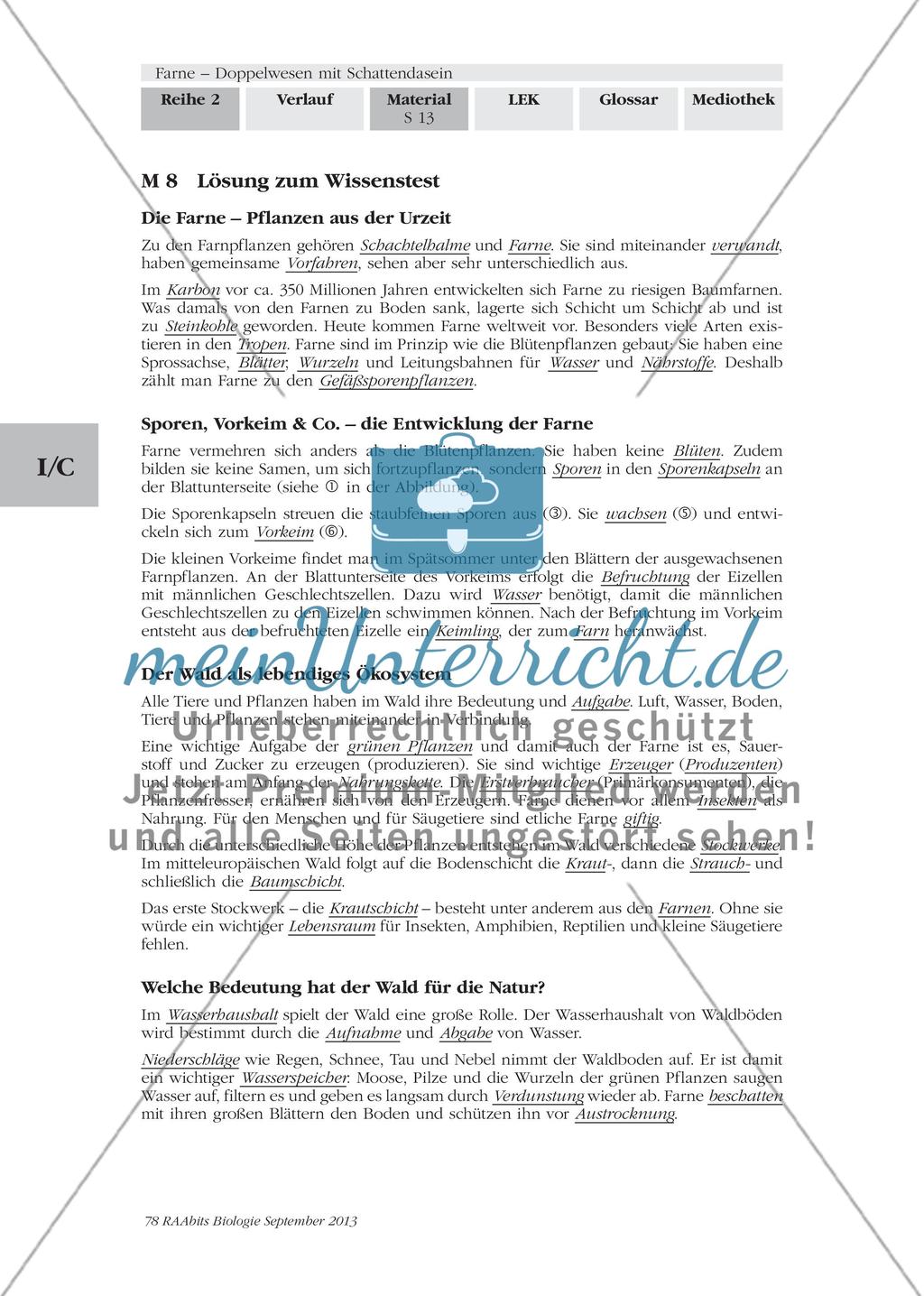 Wichtige Informationen zum Thema „Farne“ erarbeiten Preview 11