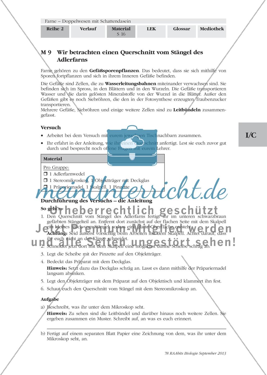 Wichtige Informationen zum Thema „Farne“ erarbeiten Preview 14