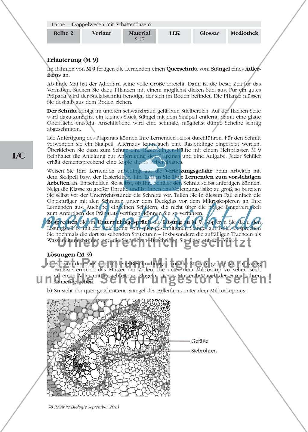 Wichtige Informationen zum Thema „Farne“ erarbeiten Preview 15