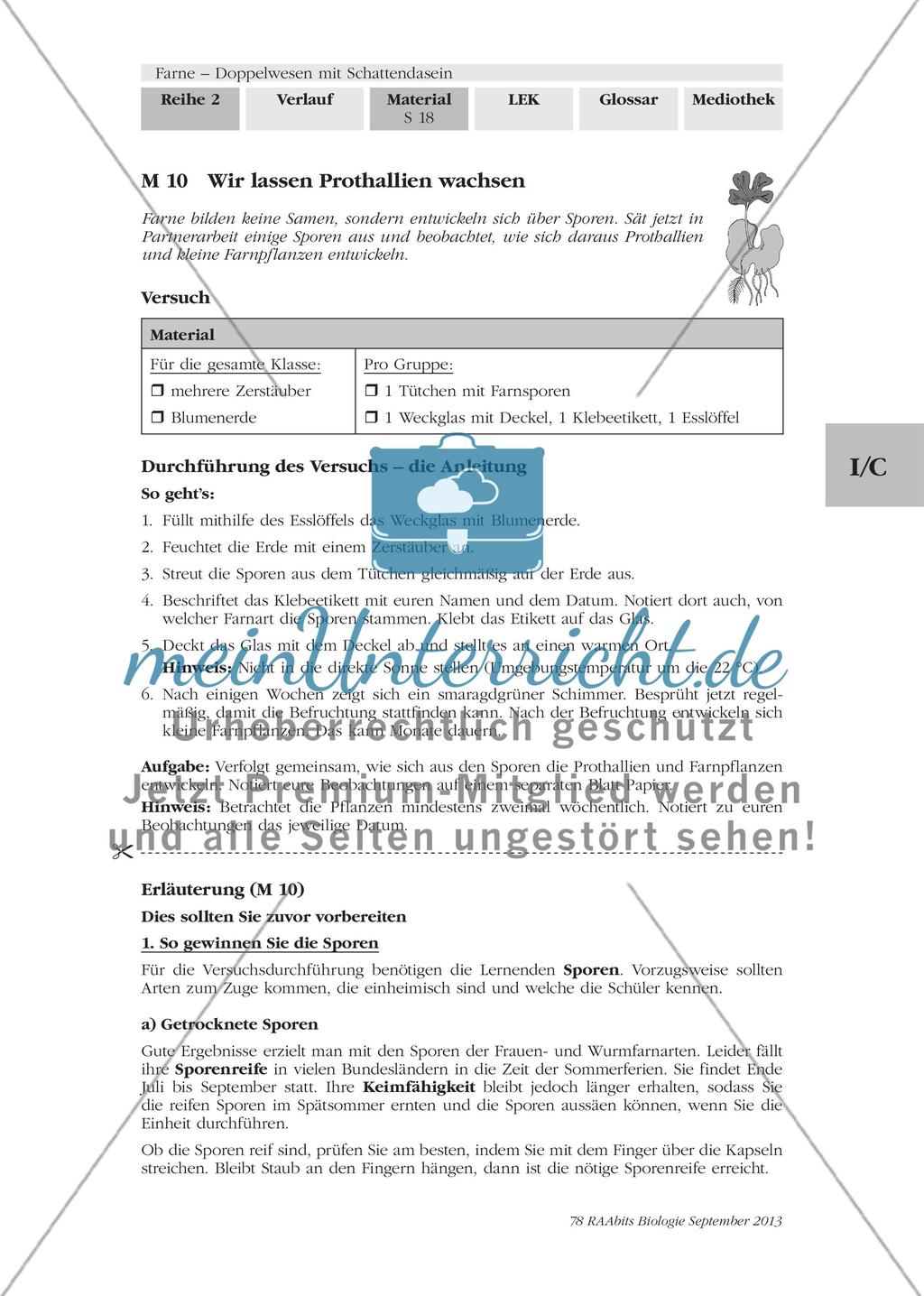 Wichtige Informationen zum Thema „Farne“ erarbeiten Preview 16
