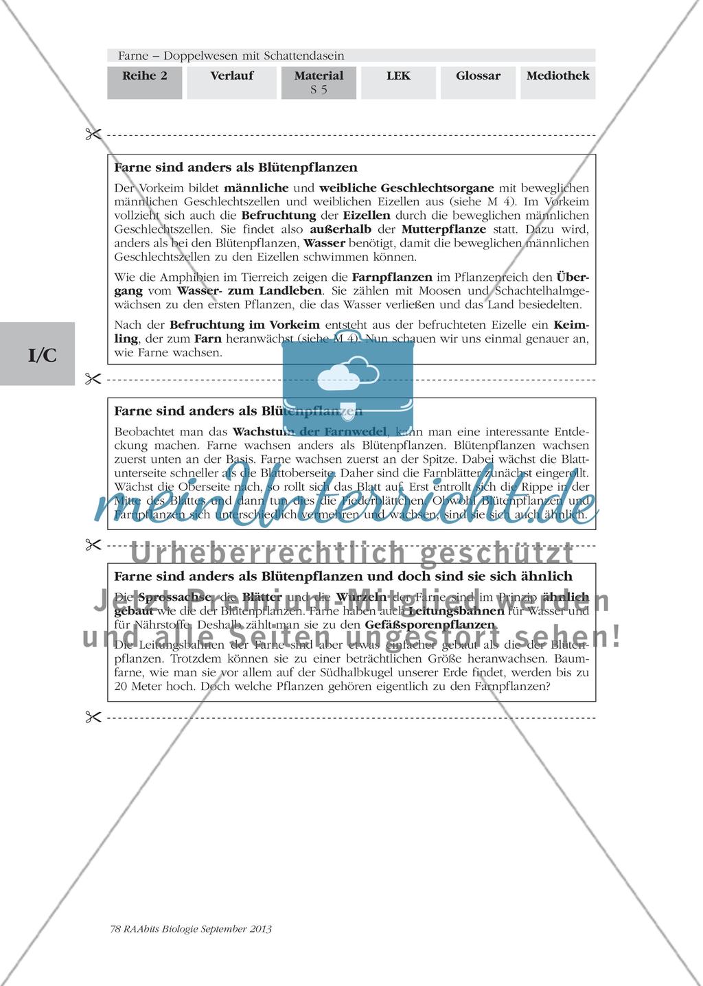 Wichtige Informationen zum Thema „Farne“ erarbeiten Preview 3