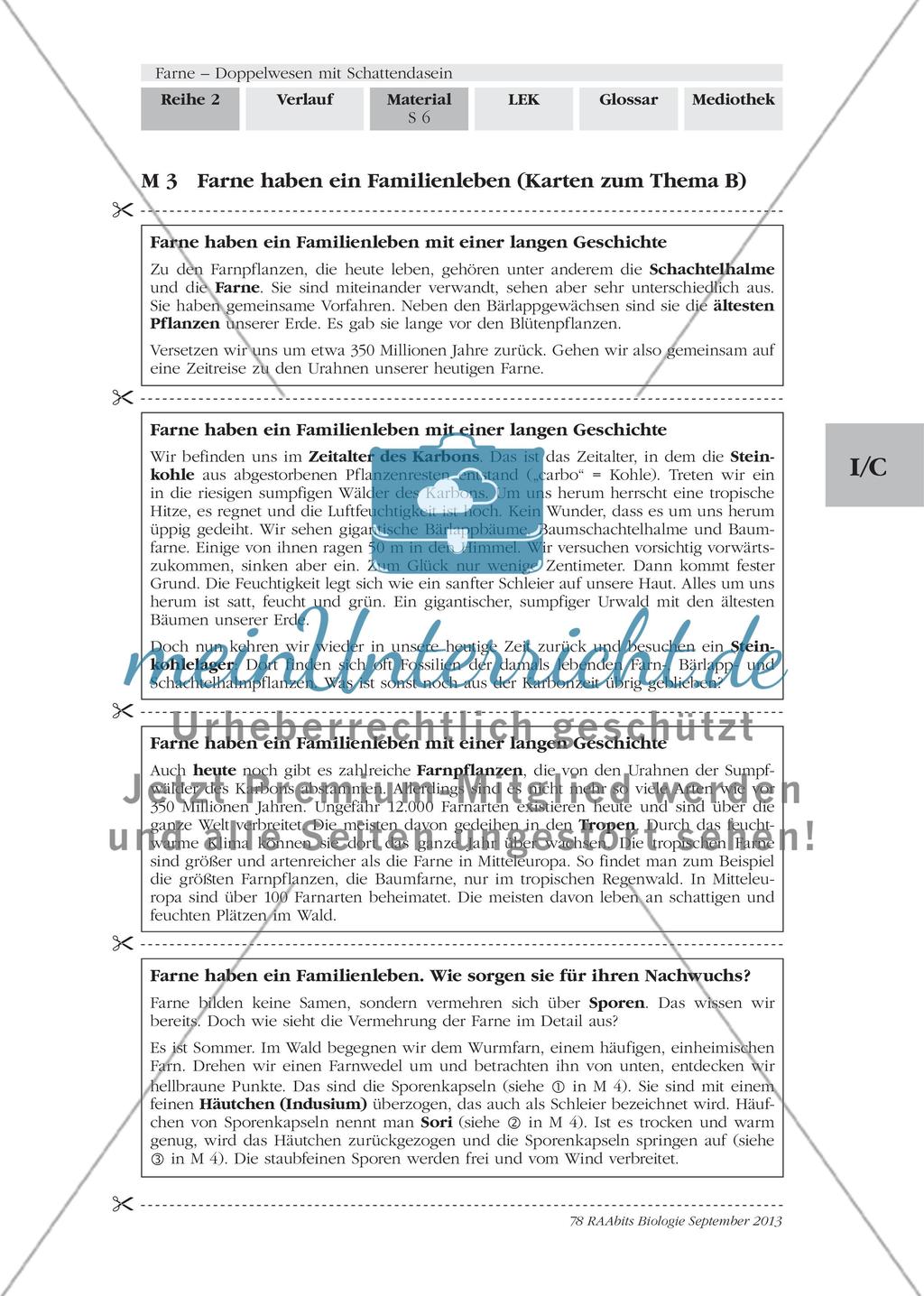 Wichtige Informationen zum Thema „Farne“ erarbeiten Preview 4