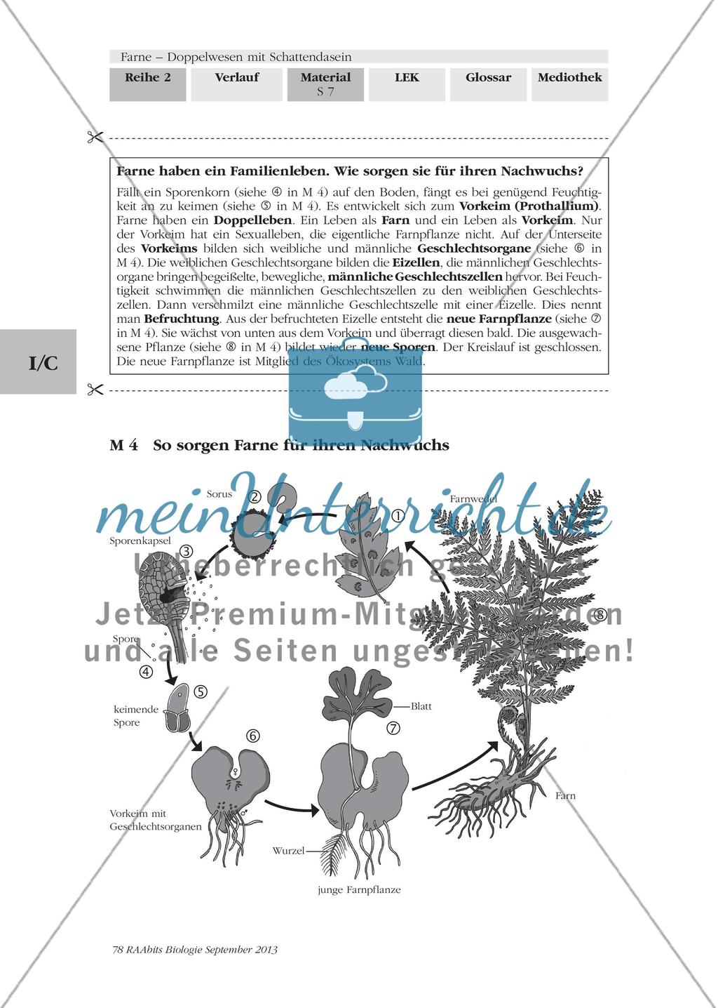 Wichtige Informationen zum Thema „Farne“ erarbeiten Preview 5
