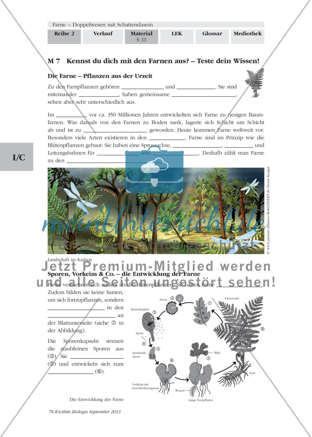 Wichtige Informationen zum Thema „Farne“ erarbeiten Preview 9