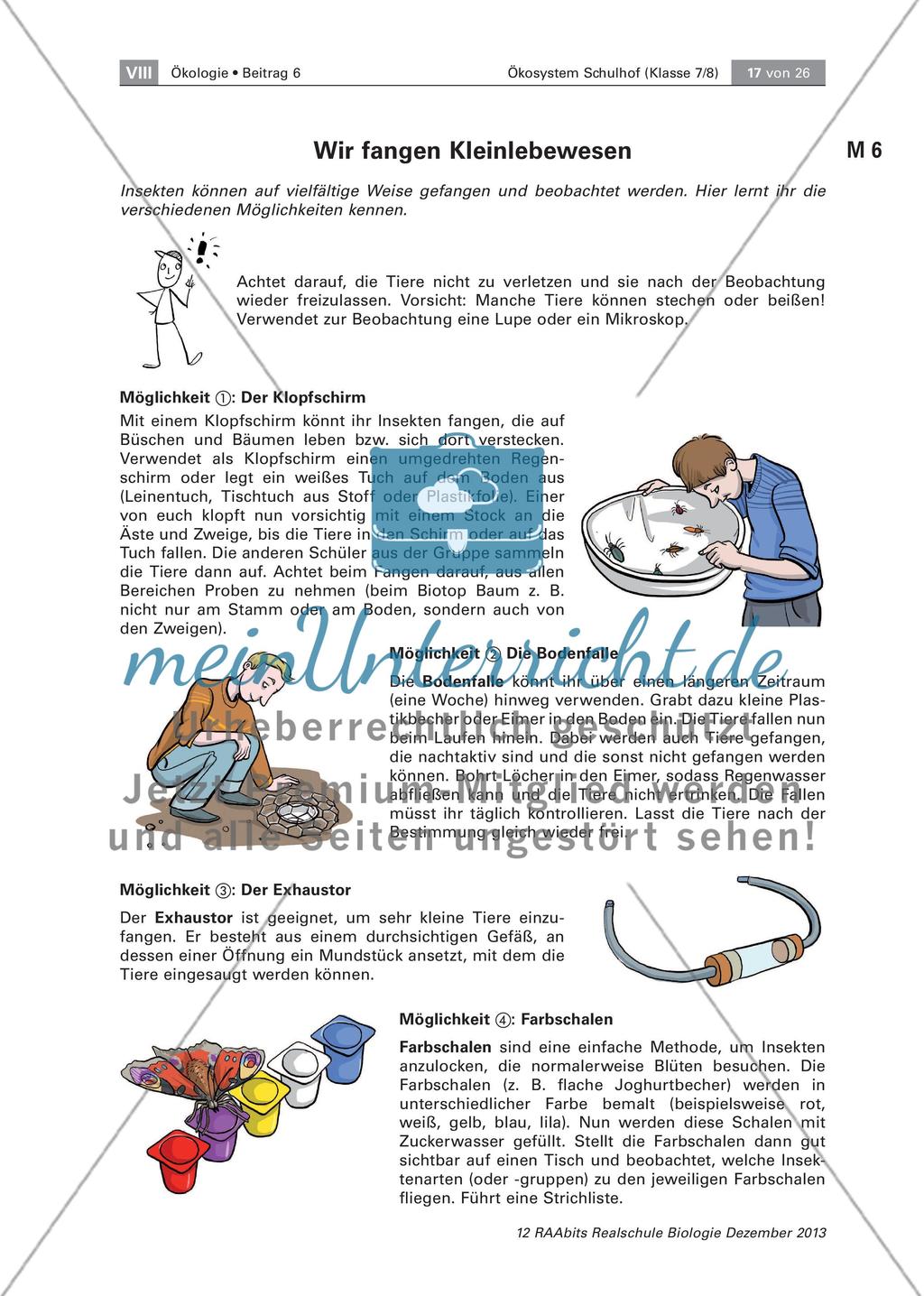 Ein Ökosystem unter der Lupe – unser Schulhof Preview 17
