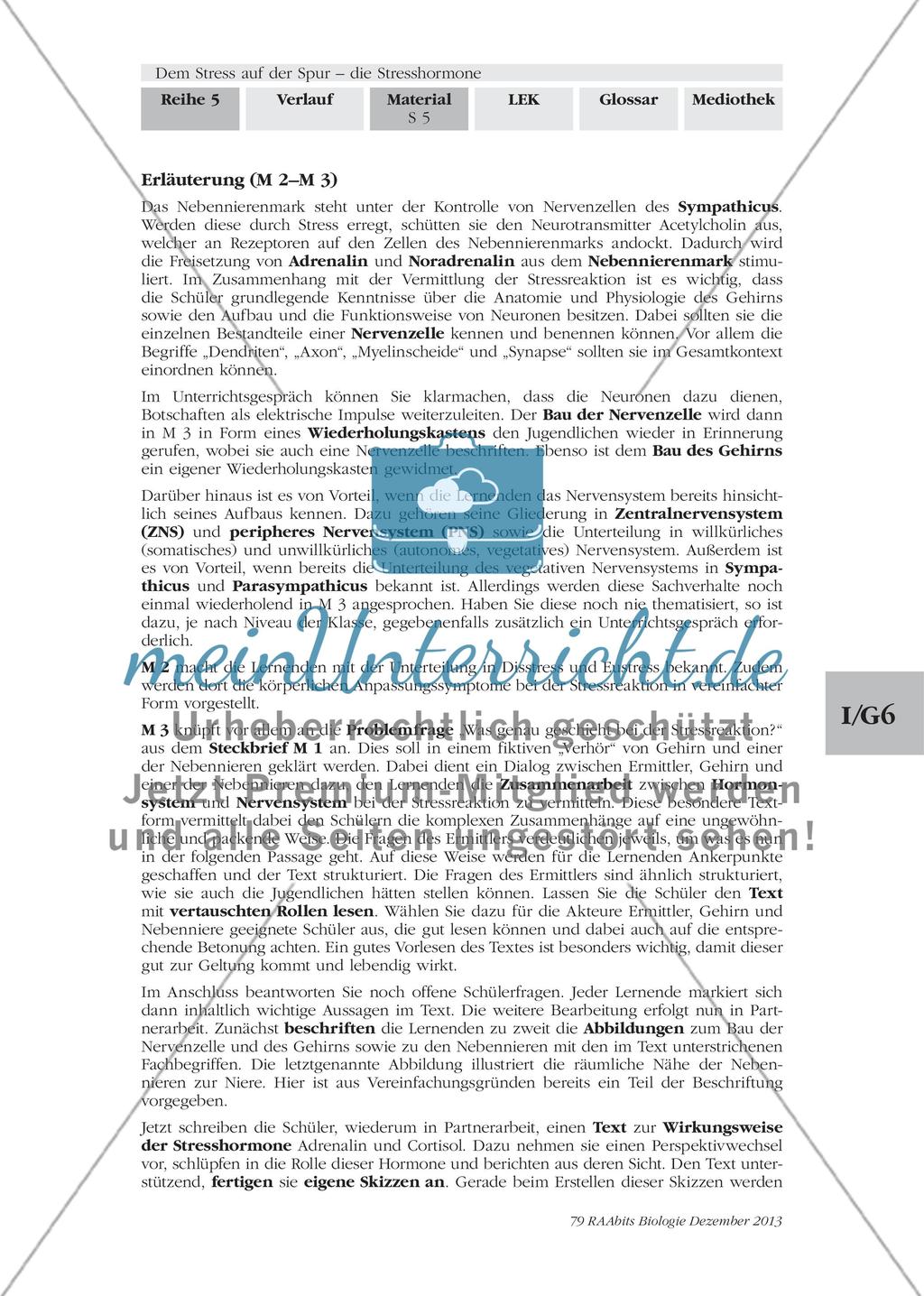 Dem Stress auf der Spur – die Stresshormone: M2-M3 Preview 2