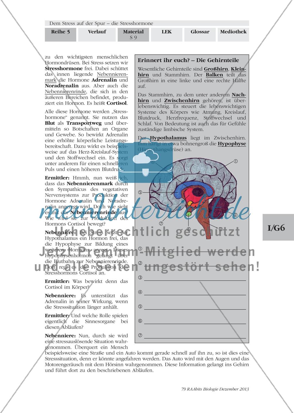 Dem Stress auf der Spur – die Stresshormone: M2-M3 Preview 6
