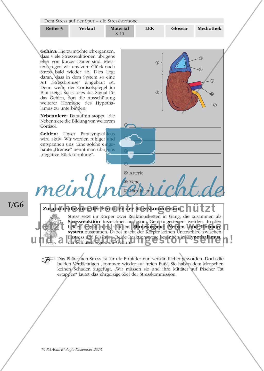 Dem Stress auf der Spur – die Stresshormone: M2-M3 Preview 7
