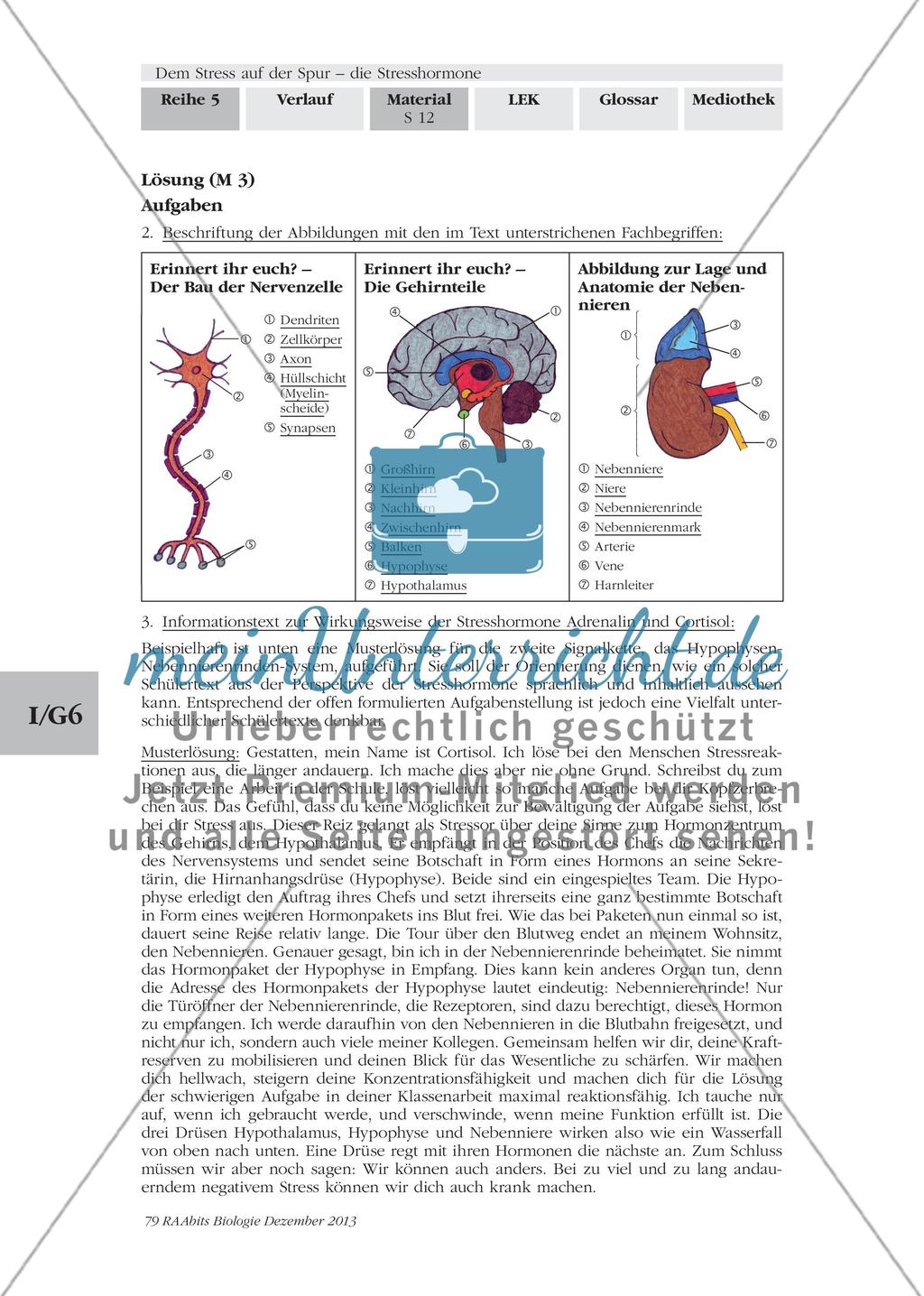 Dem Stress auf der Spur – die Stresshormone: M2-M3 Preview 9
