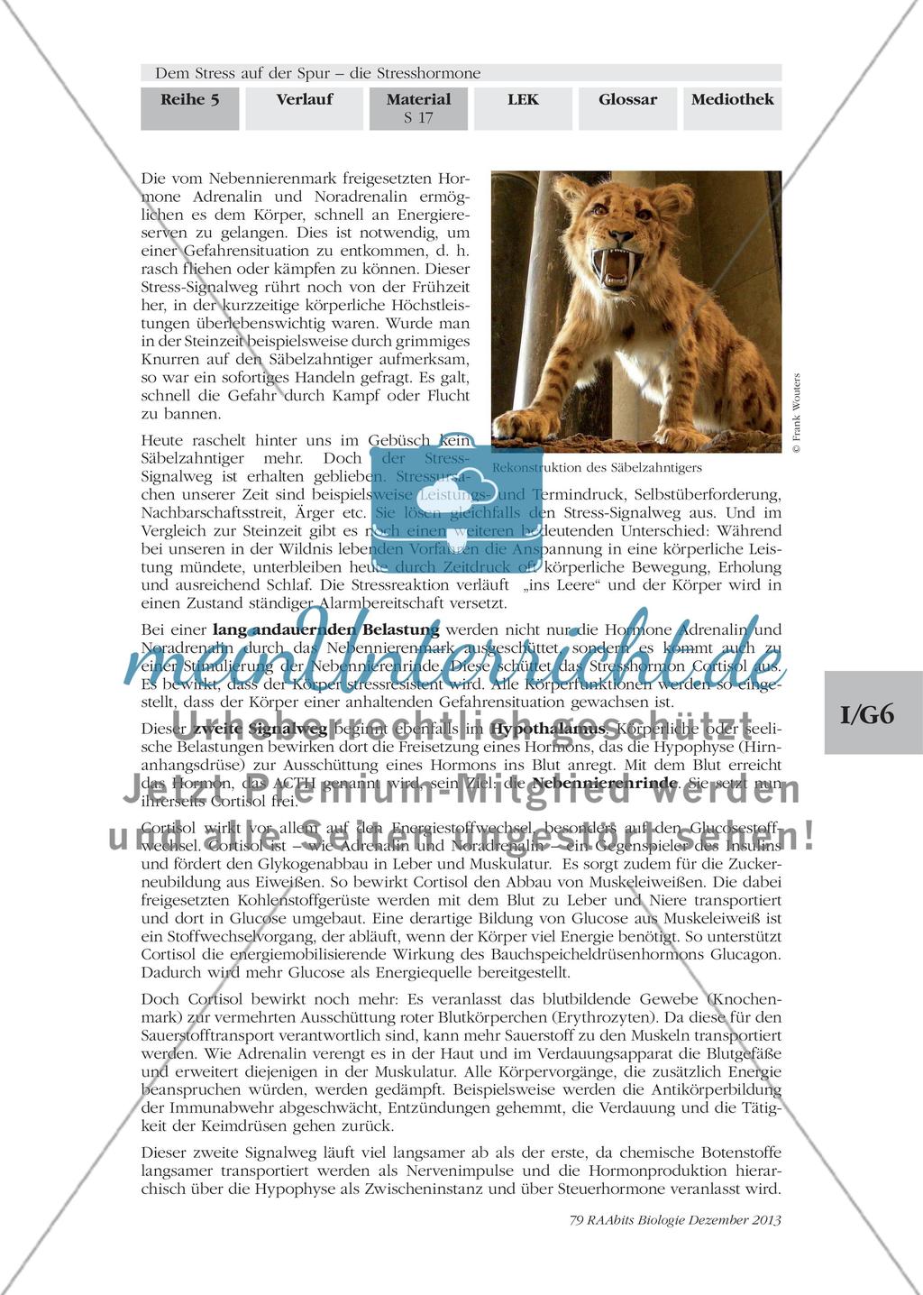 Dem Stress auf der Spur – die Stresshormone: M5-M6 Preview 2