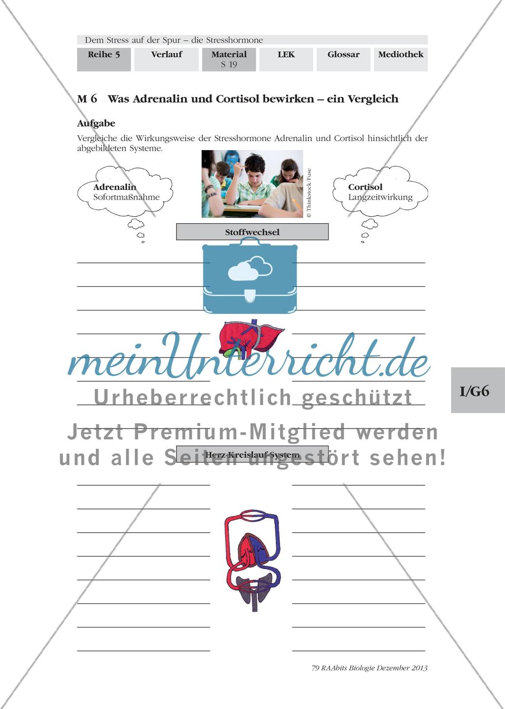 Dem Stress auf der Spur – die Stresshormone: M5-M6 Preview 4