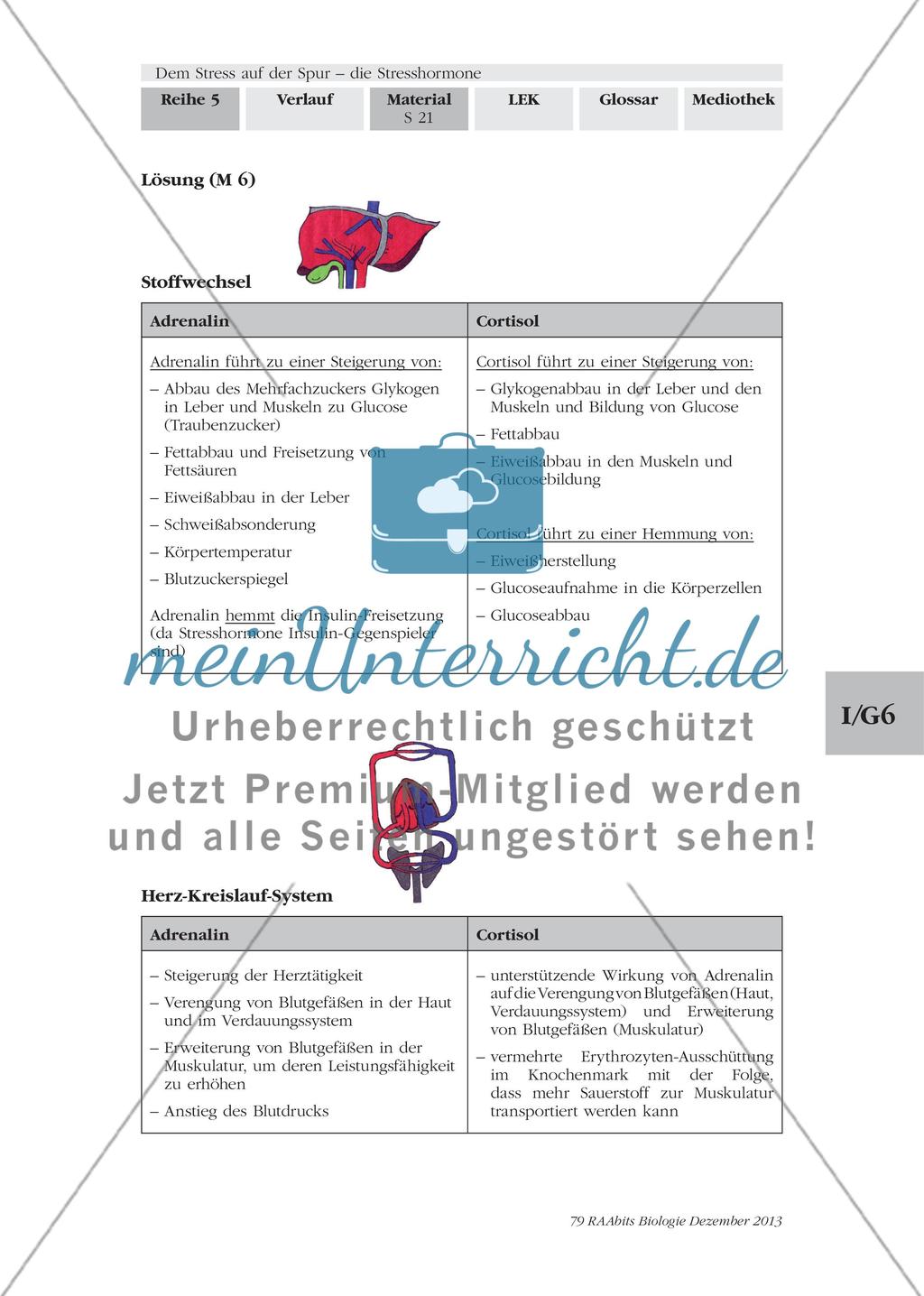 Dem Stress auf der Spur – die Stresshormone: M5-M6 Preview 6