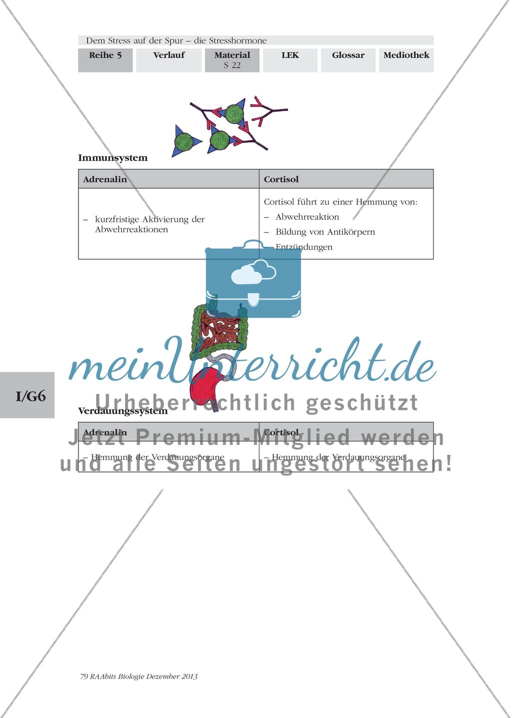 Dem Stress auf der Spur – die Stresshormone: M5-M6 Preview 7