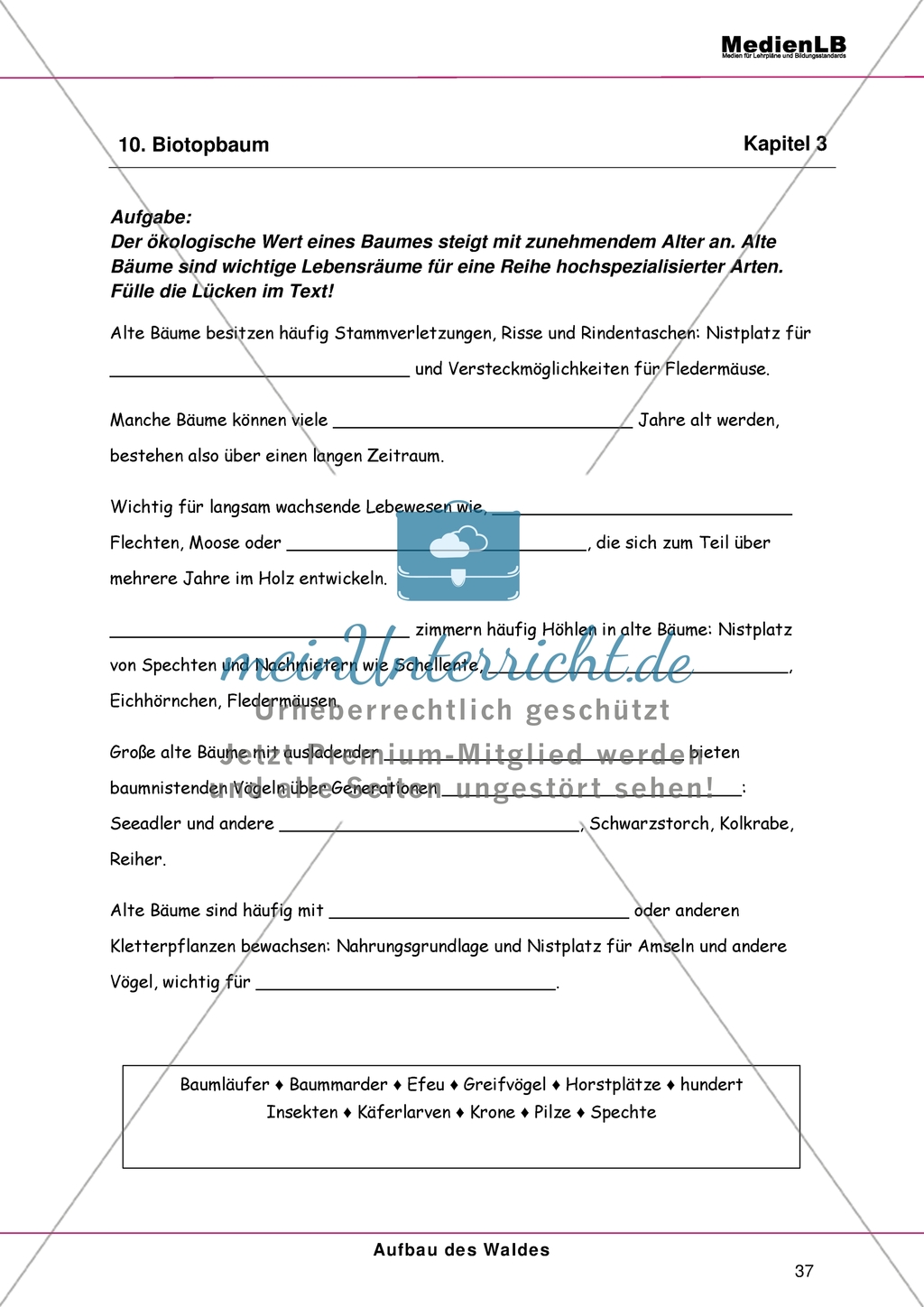 Aufbau des Waldes: Gliederung in Stockwerke - Einen Lückentext zum Nutzen alter Bäume ausfüllen Preview 1