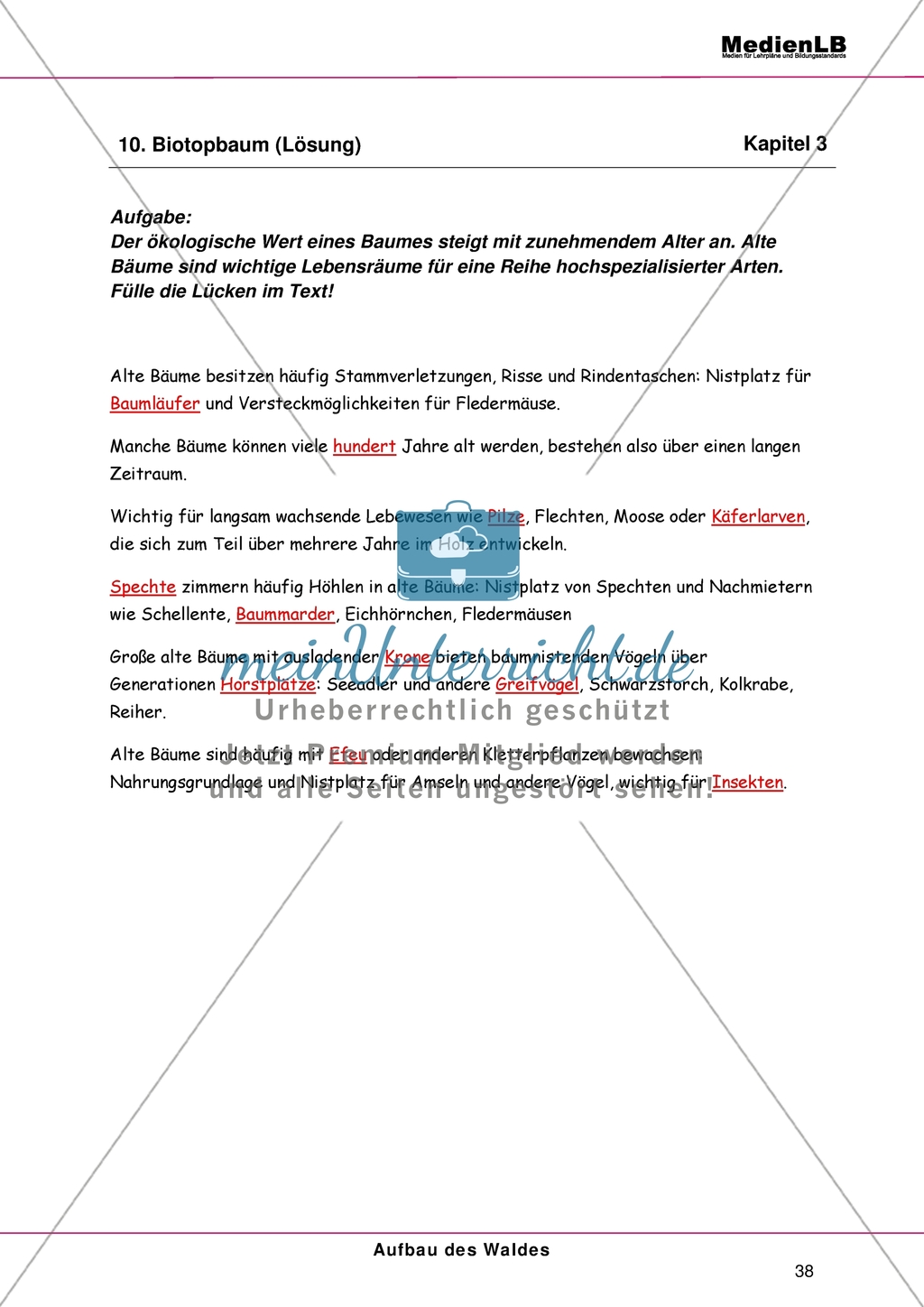 Aufbau des Waldes: Gliederung in Stockwerke - Einen Lückentext zum Nutzen alter Bäume ausfüllen Preview 2