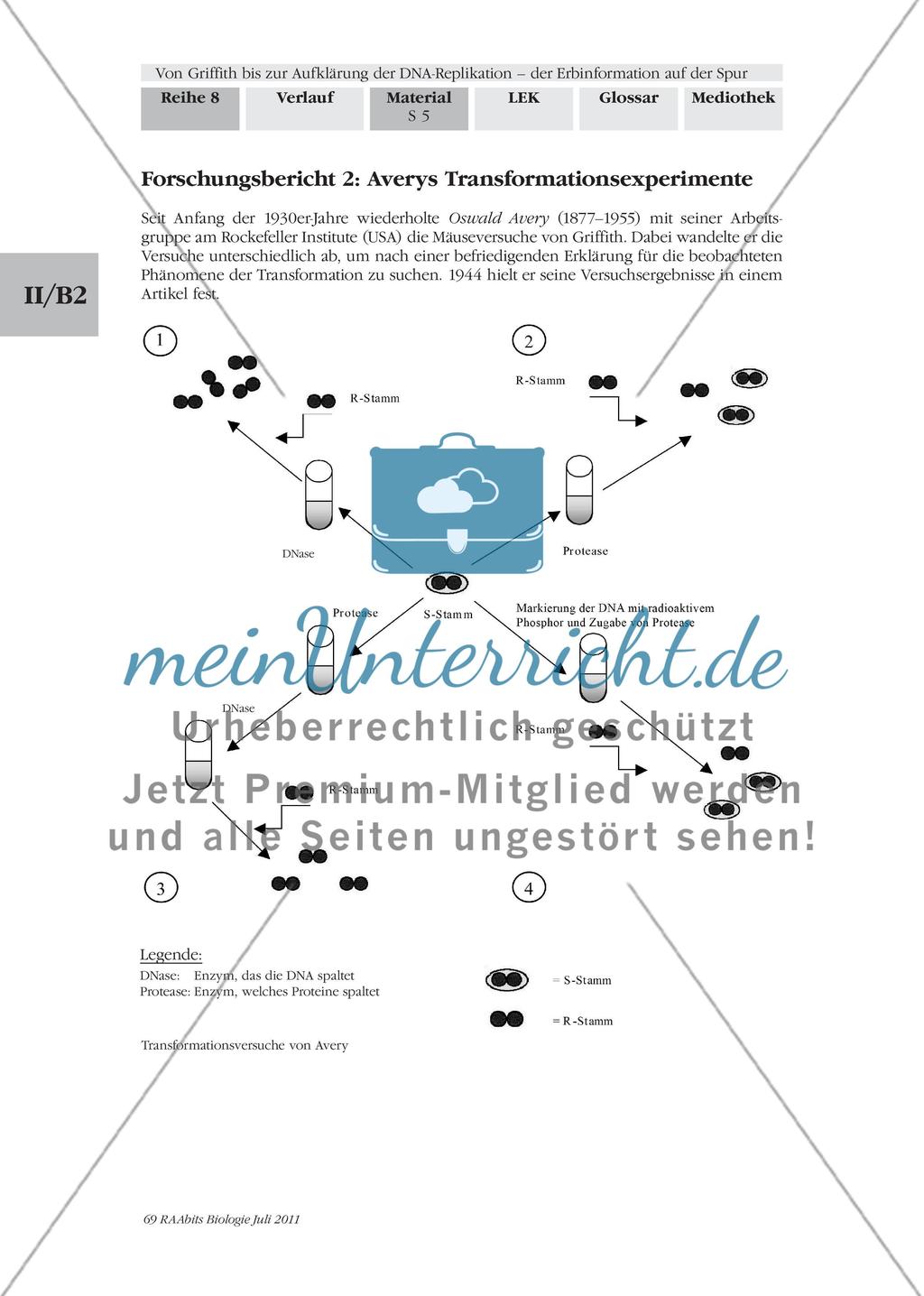 Von Griffith bis zur Aufklärung der DNA-Replikation – der Erbinformation auf der Spur: M1-M2 Preview 4