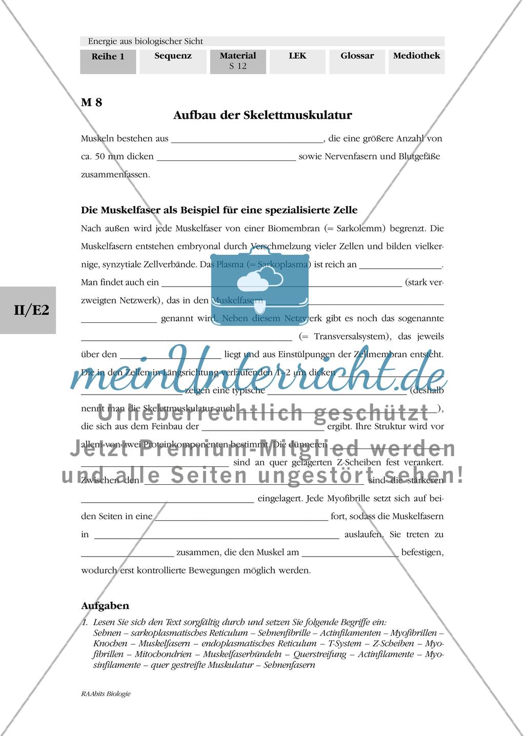 Muskelfasern als spezialisierte Zellen Preview 1