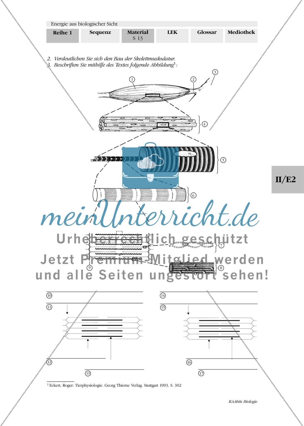 Muskelfasern als spezialisierte Zellen Preview 2
