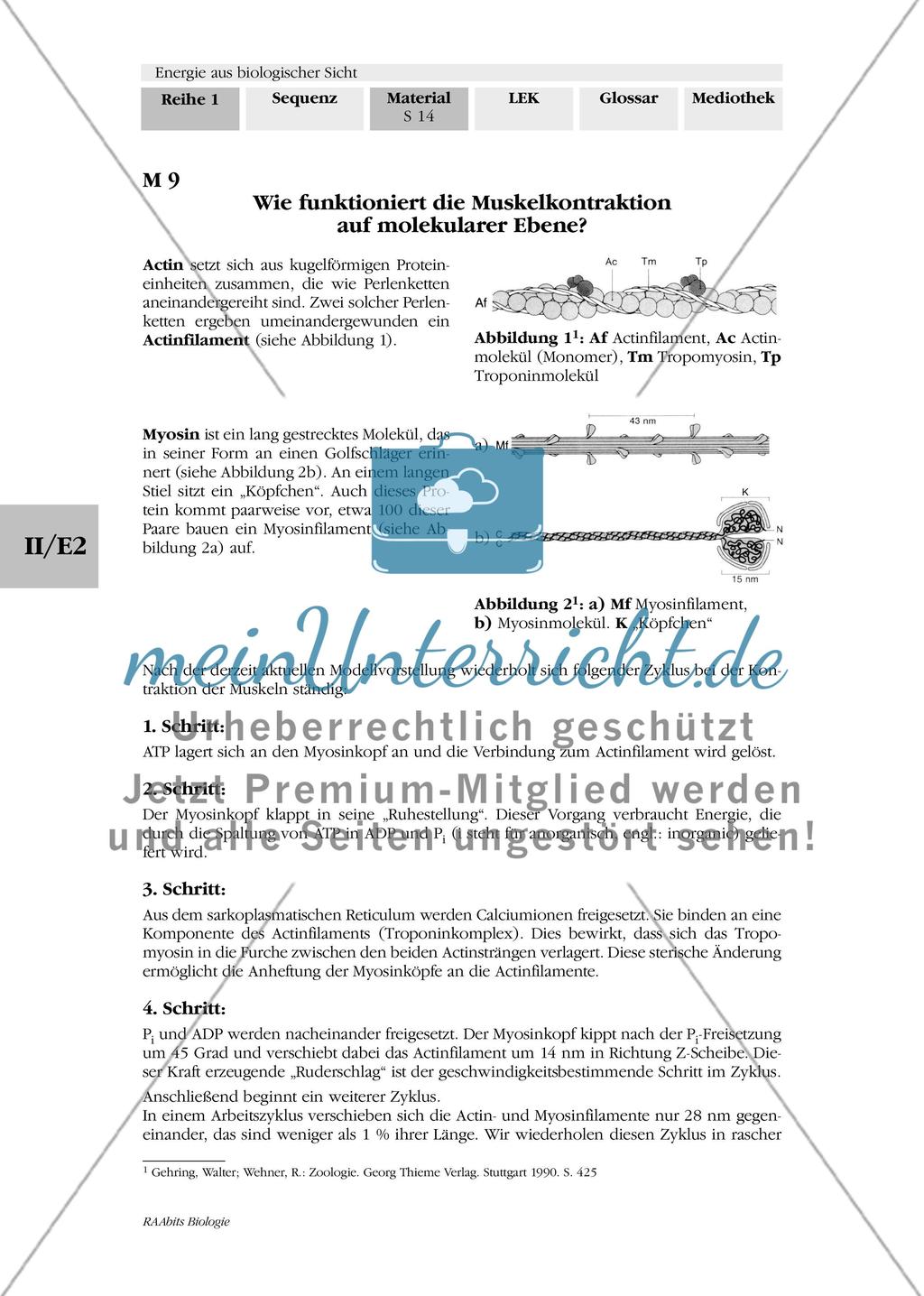 Muskelfasern als spezialisierte Zellen Preview 3