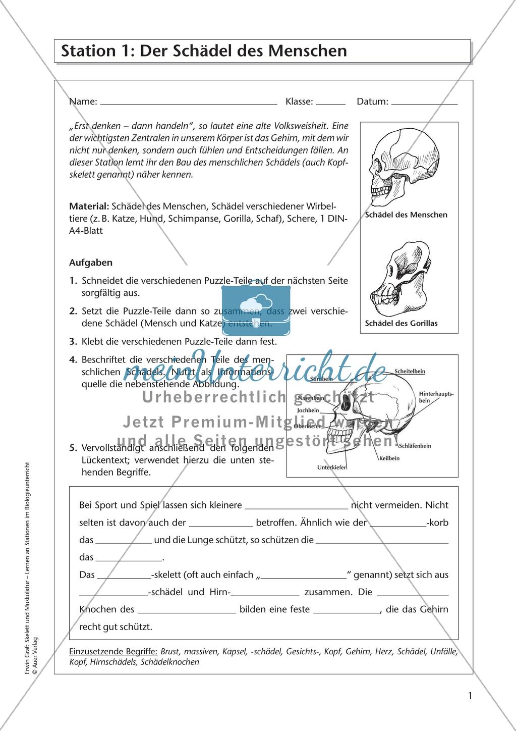Der Schädel des Menschen Preview 3