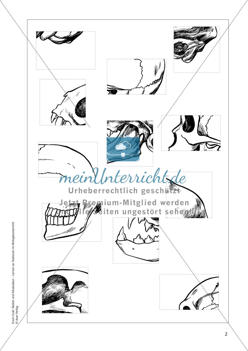 Der Schädel des Menschen Preview 4