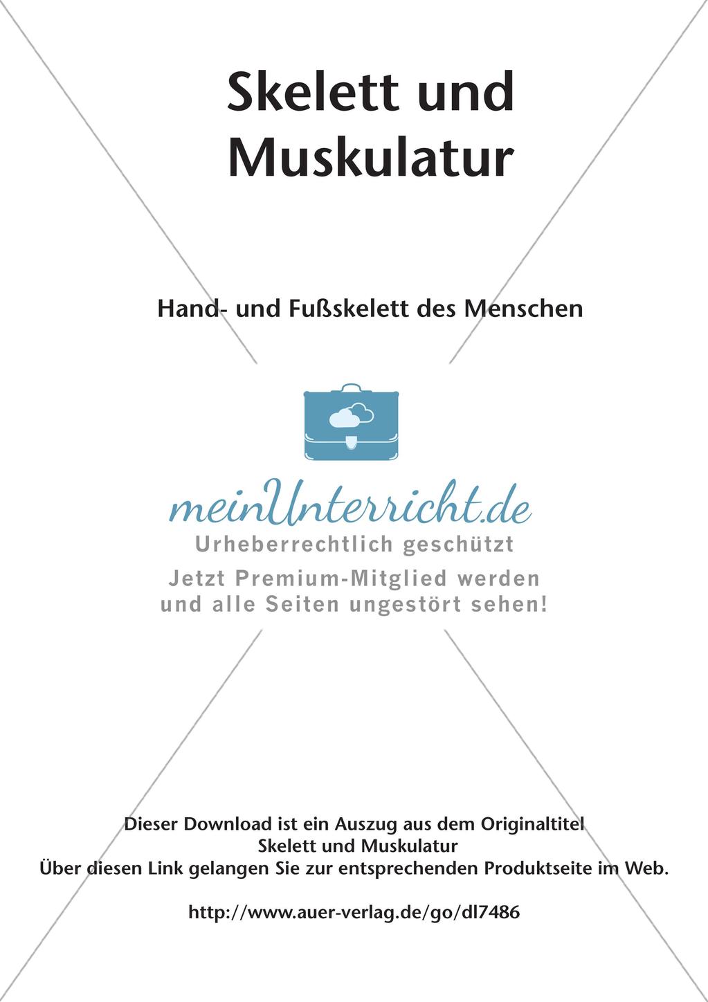 Hand- und Fußskelett des Menschen Preview 2