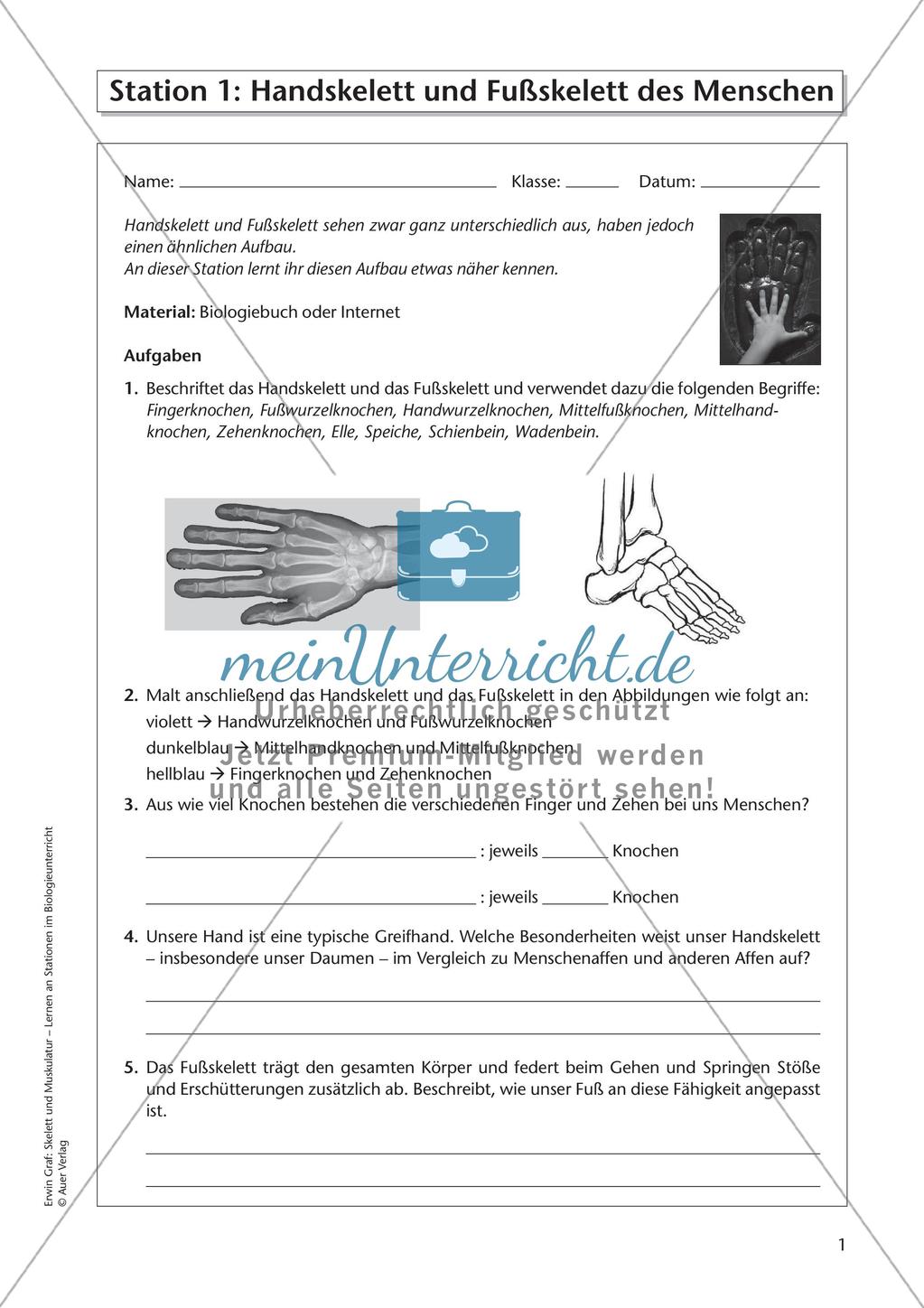 Hand- und Fußskelett des Menschen Preview 3