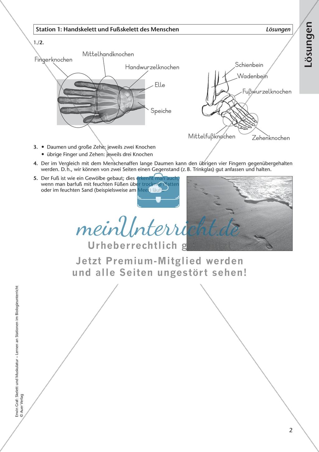 Hand- und Fußskelett des Menschen Preview 4