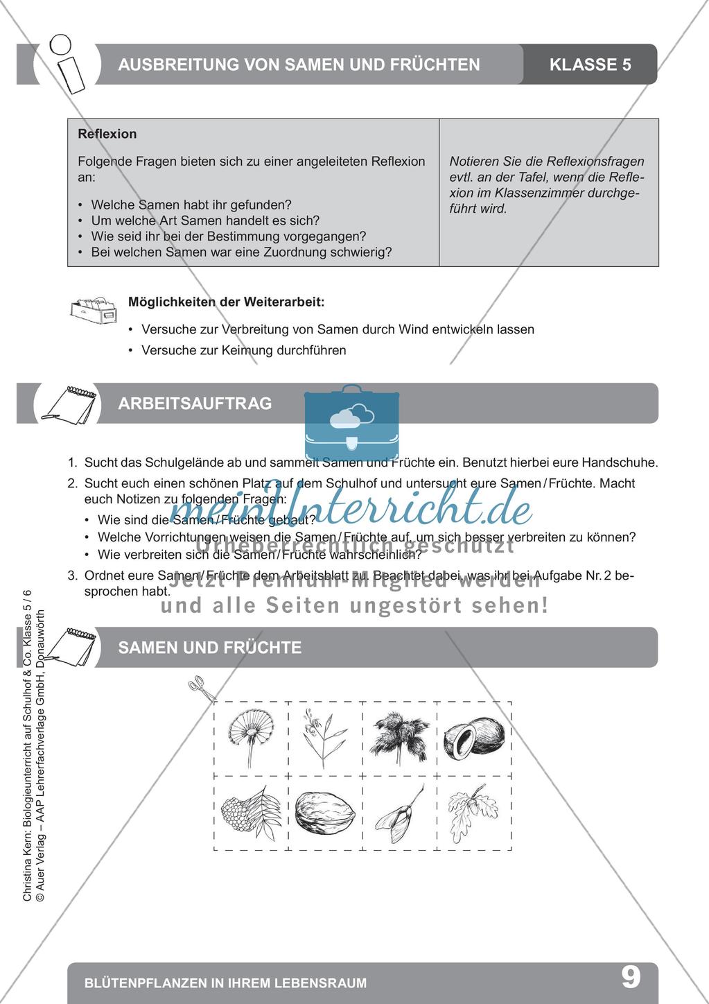 Biologieunterricht auf dem Schulhof - Blütenpflanzen in ihrem Lebensraum Preview 11