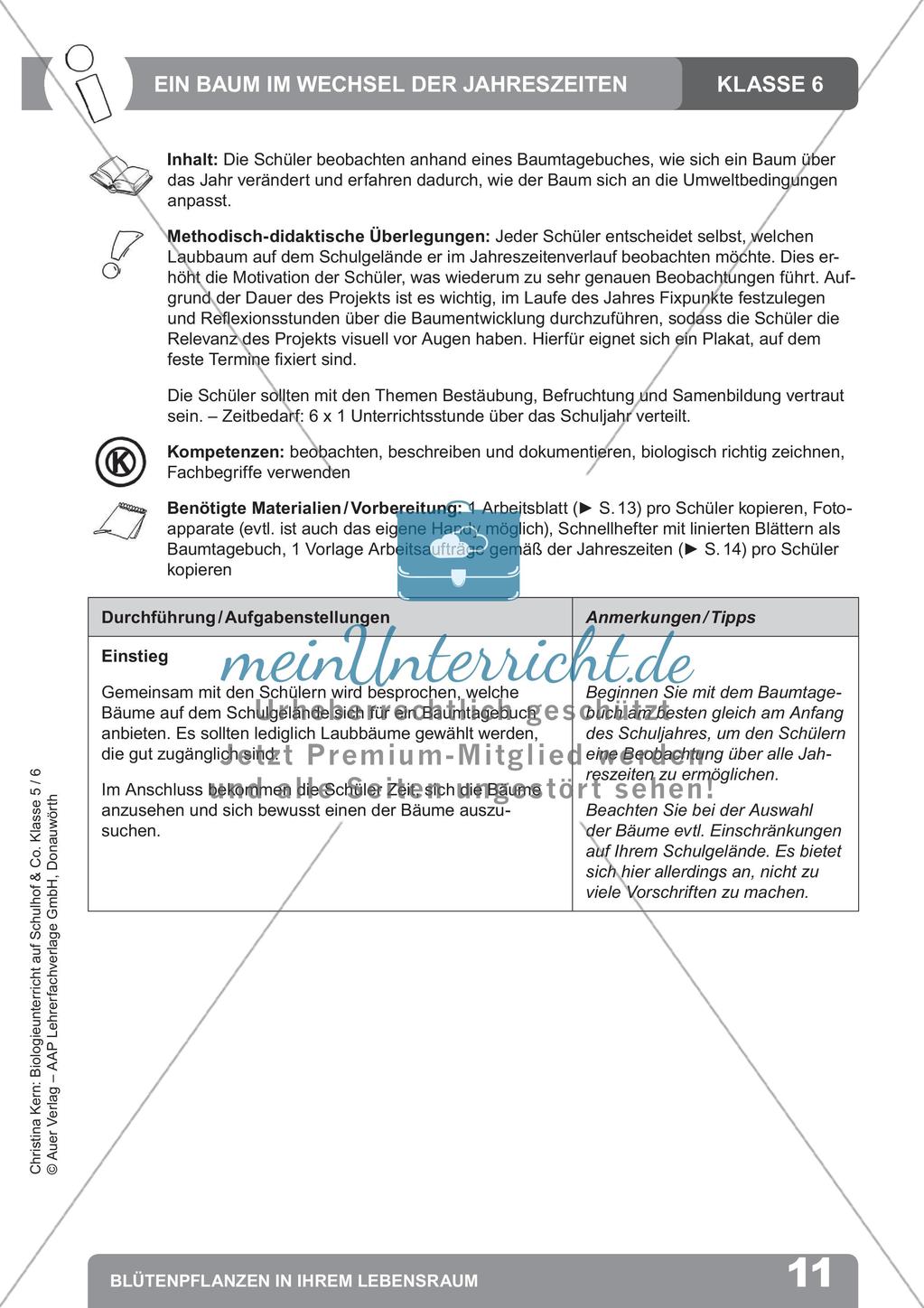 Biologieunterricht auf dem Schulhof - Blütenpflanzen in ihrem Lebensraum Preview 13